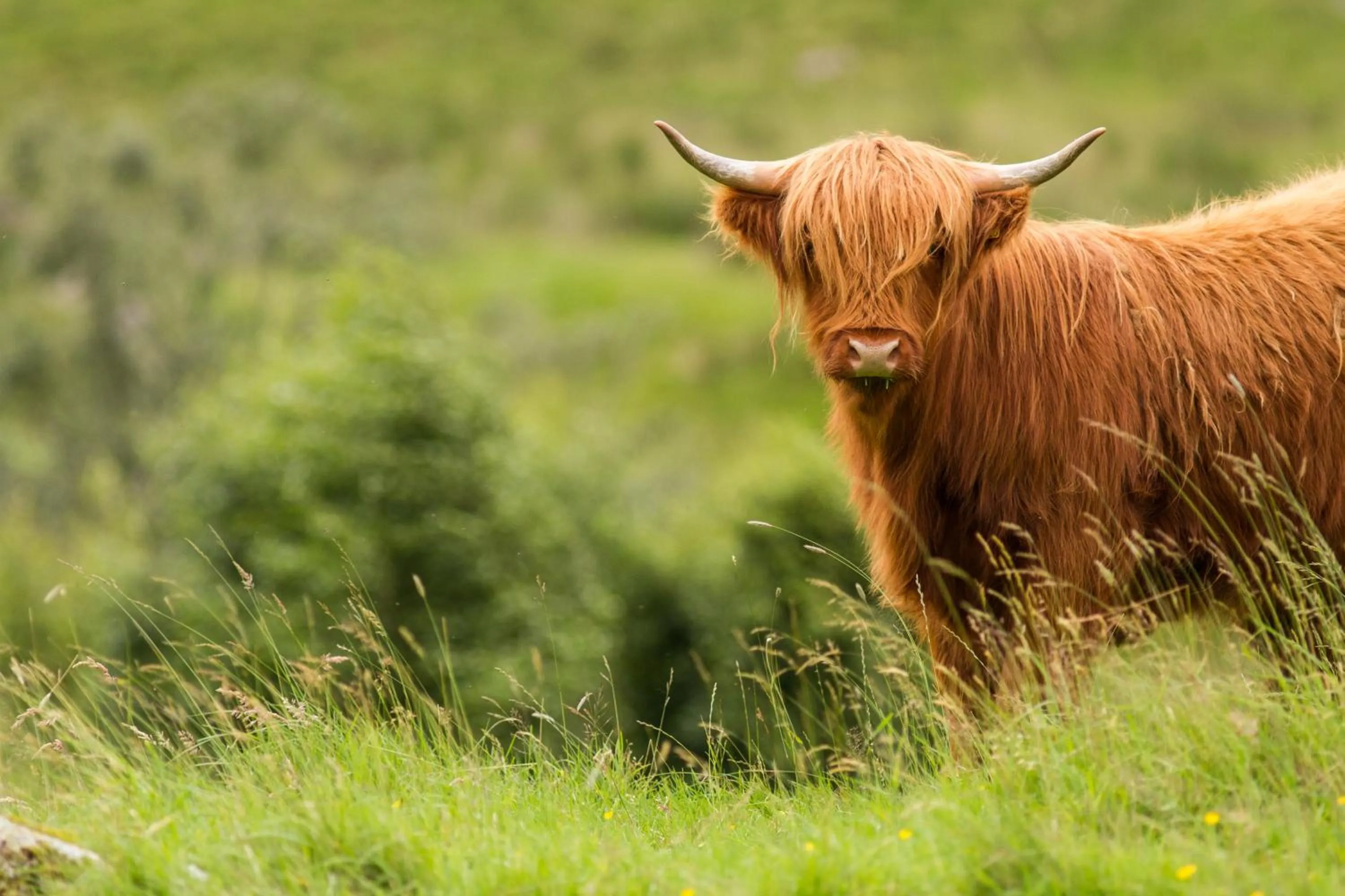 View (from property/room) in Dalmunzie Castle Hotel