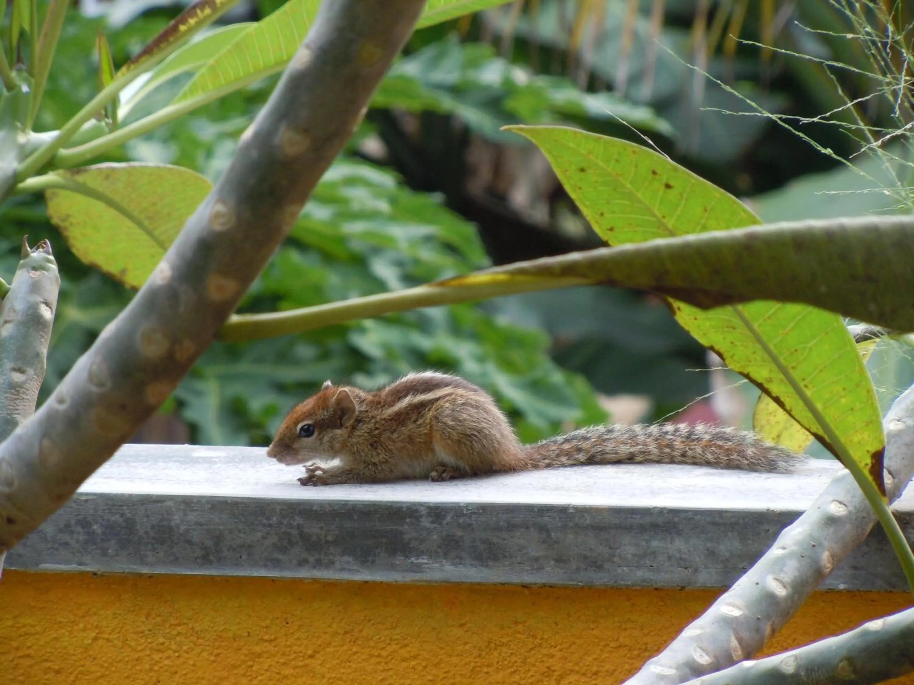 Other in VillaWatuna