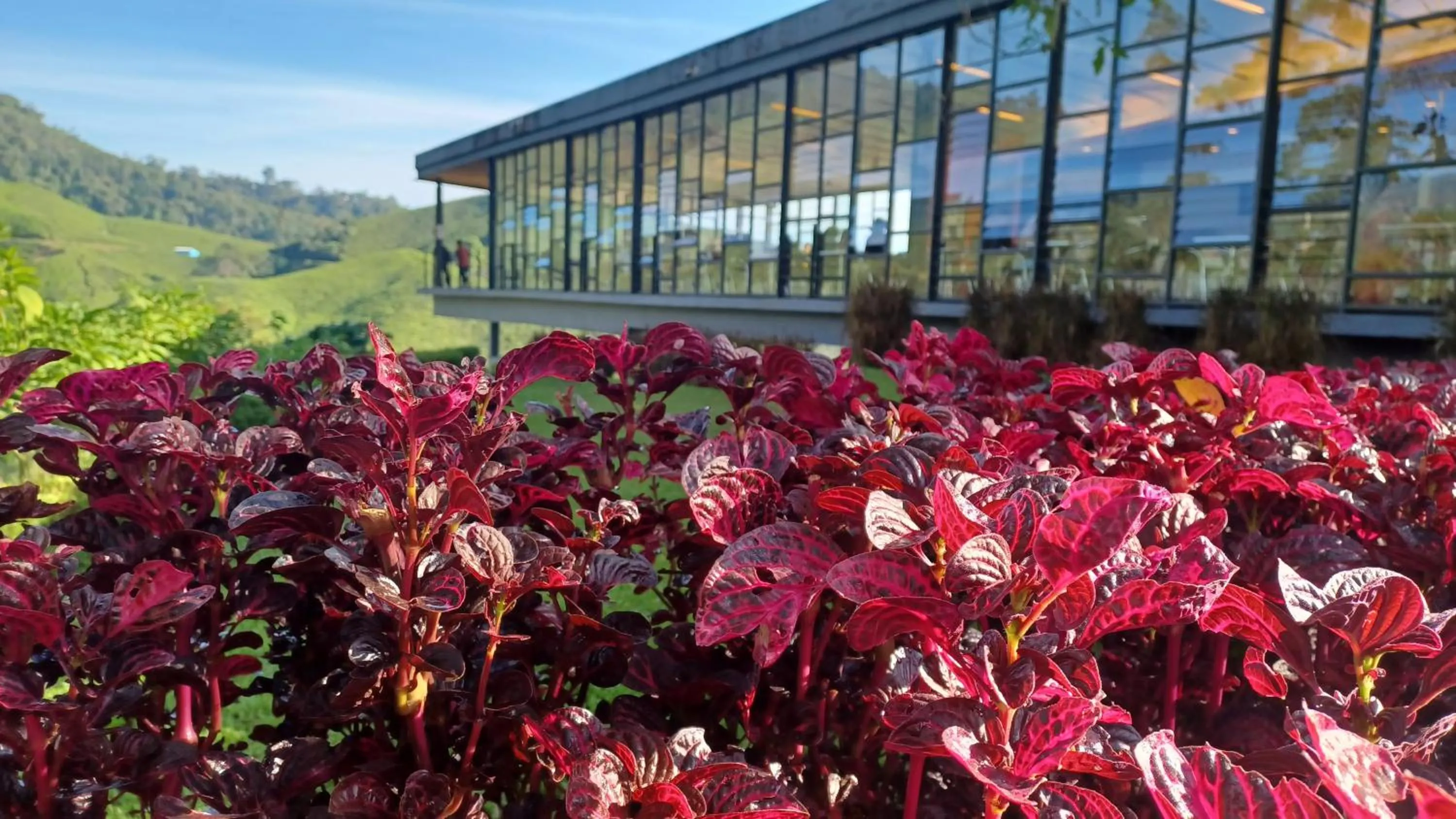 BRICKS Cameron Hostel