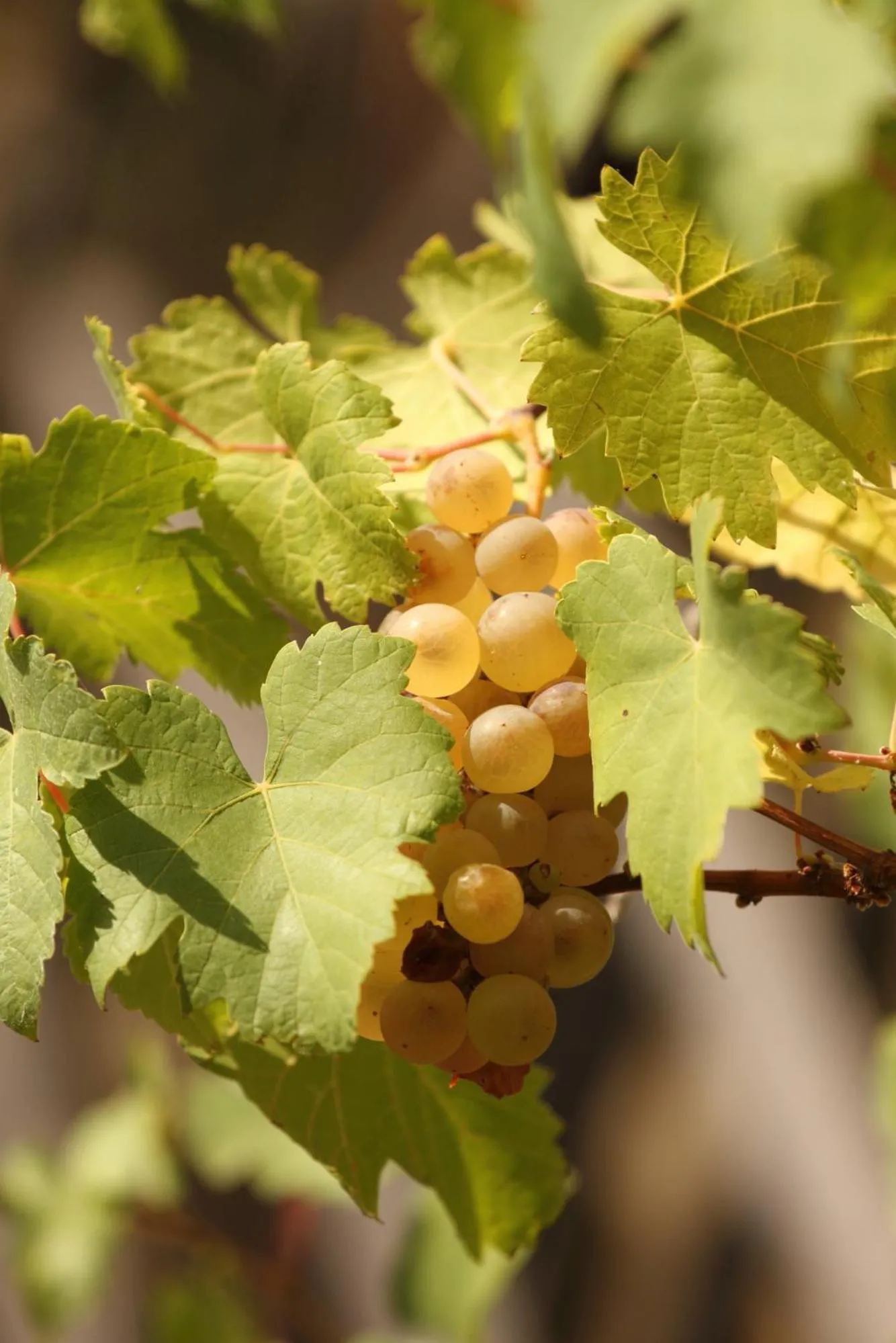 Natural landscape in La ferme de Berlioz