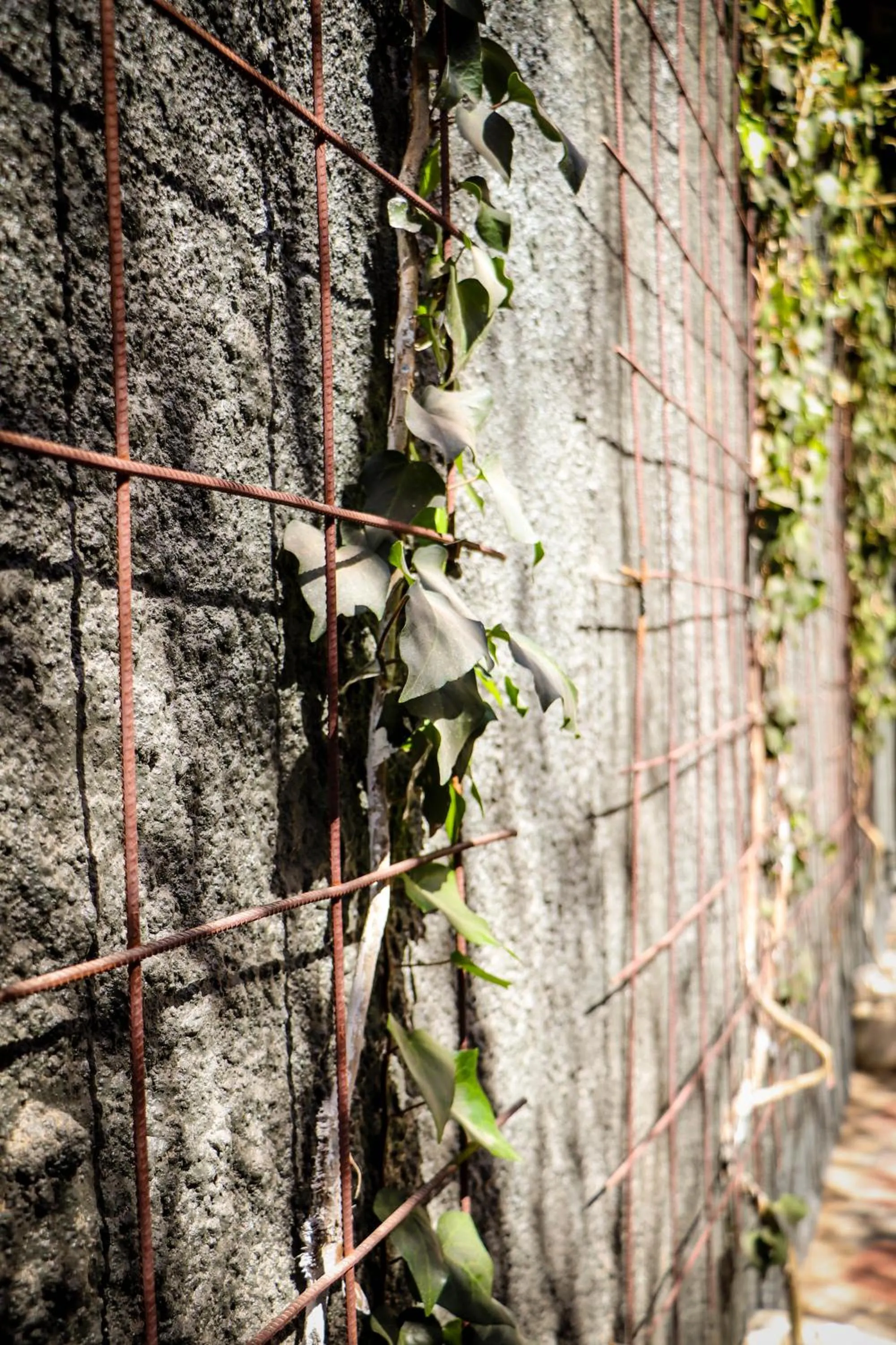 Garden in Windhoek Gardens Boutique Hotel