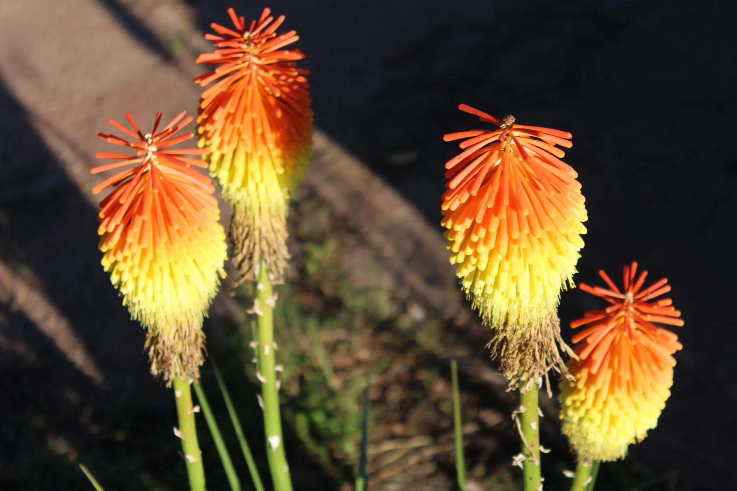 Other in Inkwenkwezi Private Game Reserve