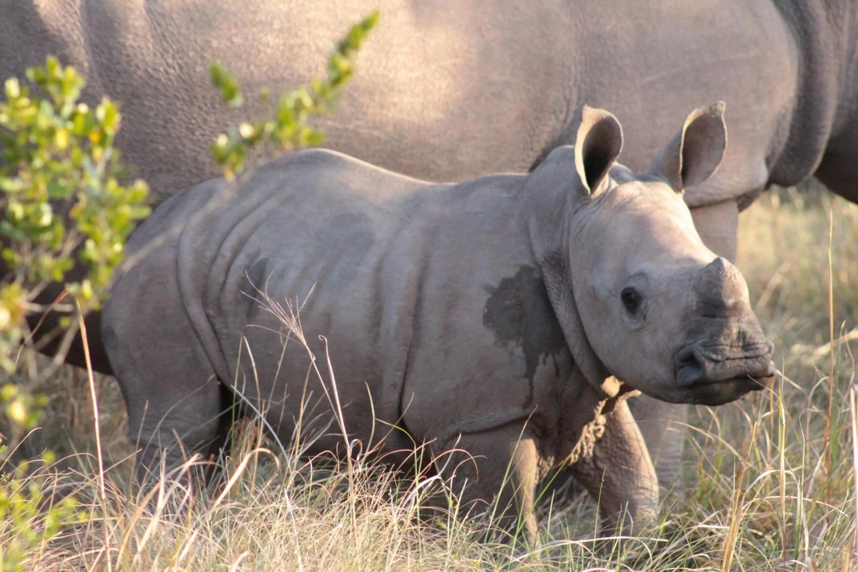 Other in Inkwenkwezi Private Game Reserve