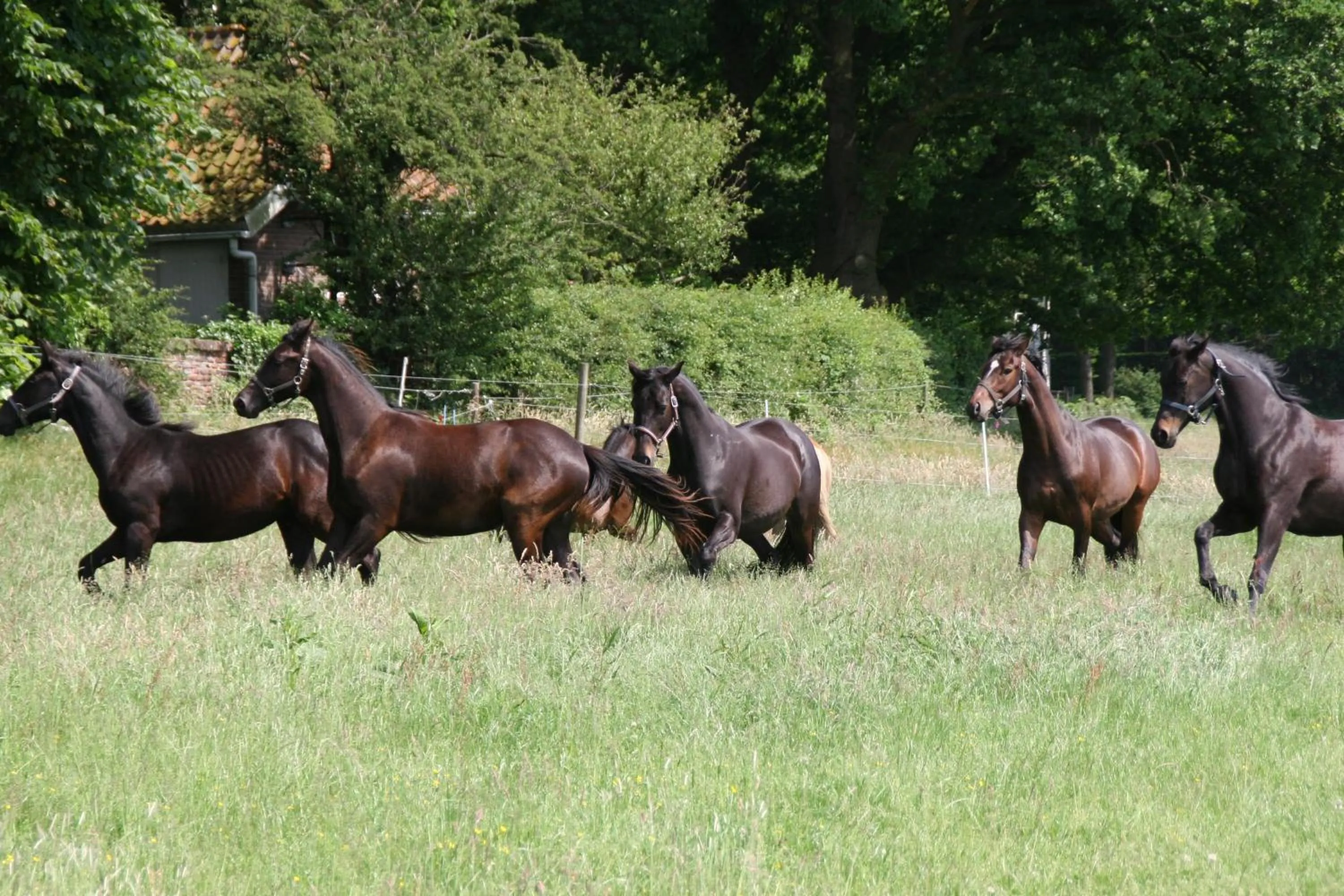 Activities in Villa de Nachtegaal