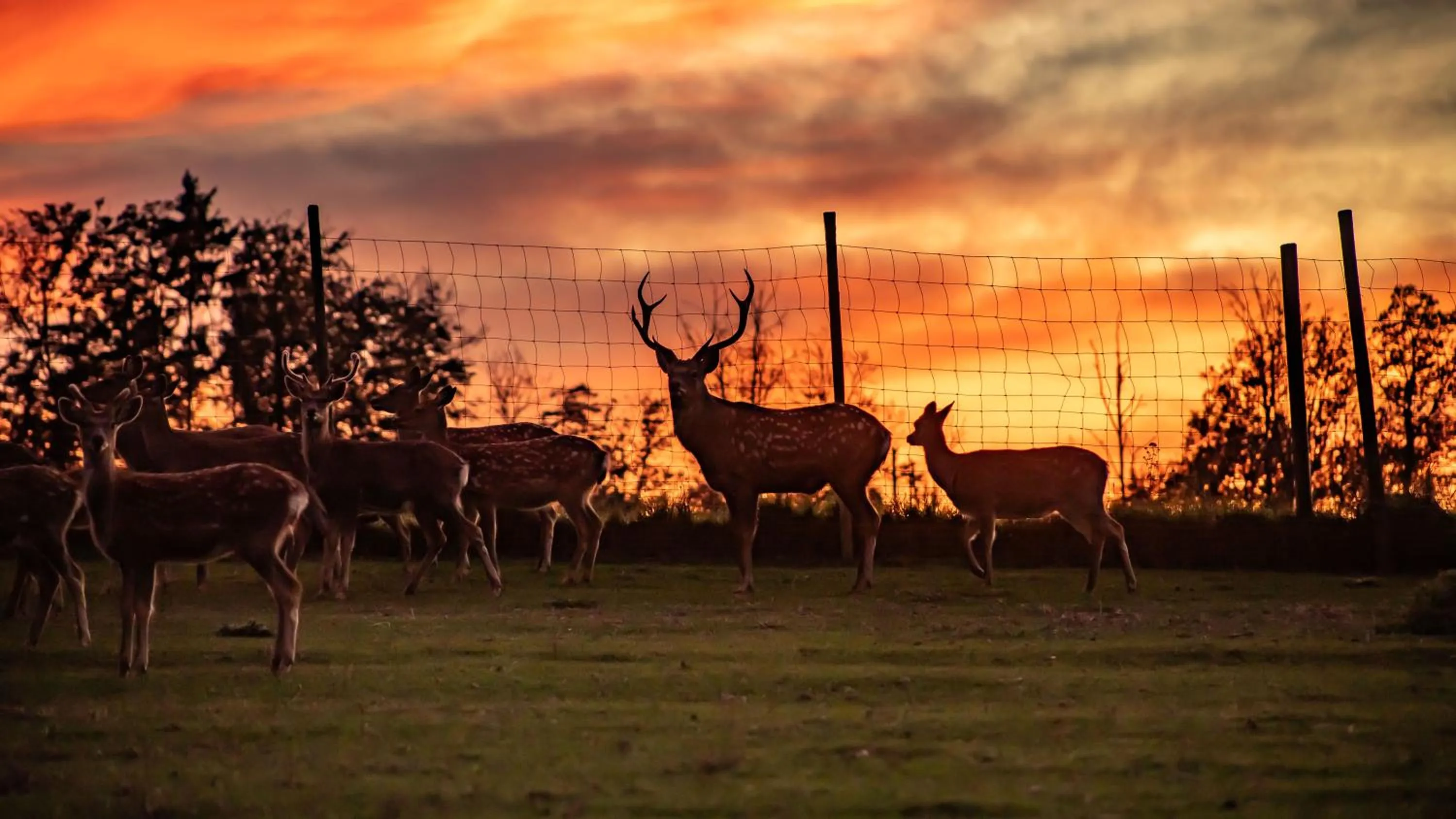 Animals in Gasthof Schneiderwirt, Kipfenberg OT Hirnstetten
