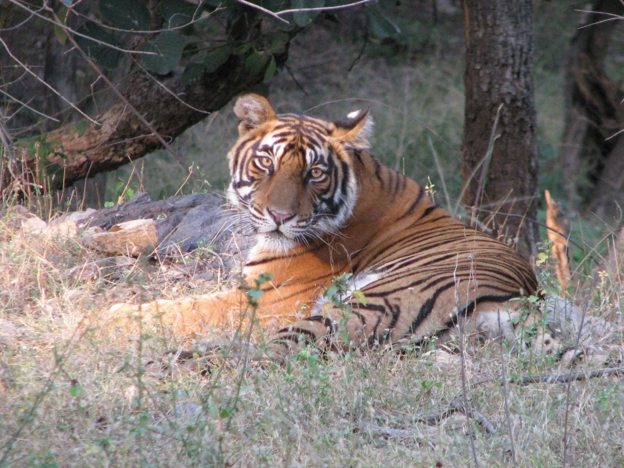 Animals in ClarksInn Suites Ranthambhore