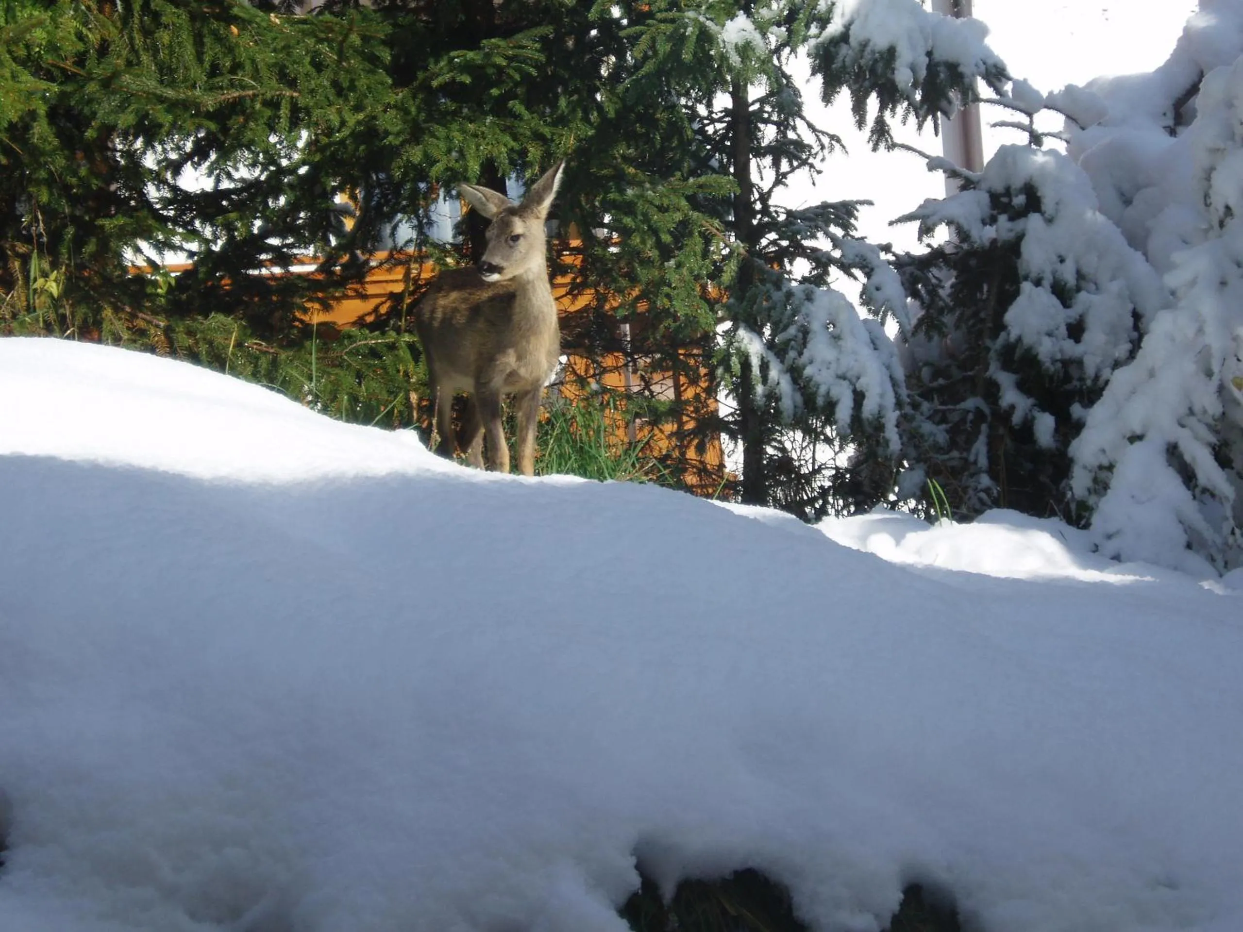 Animals in Garni La Majon