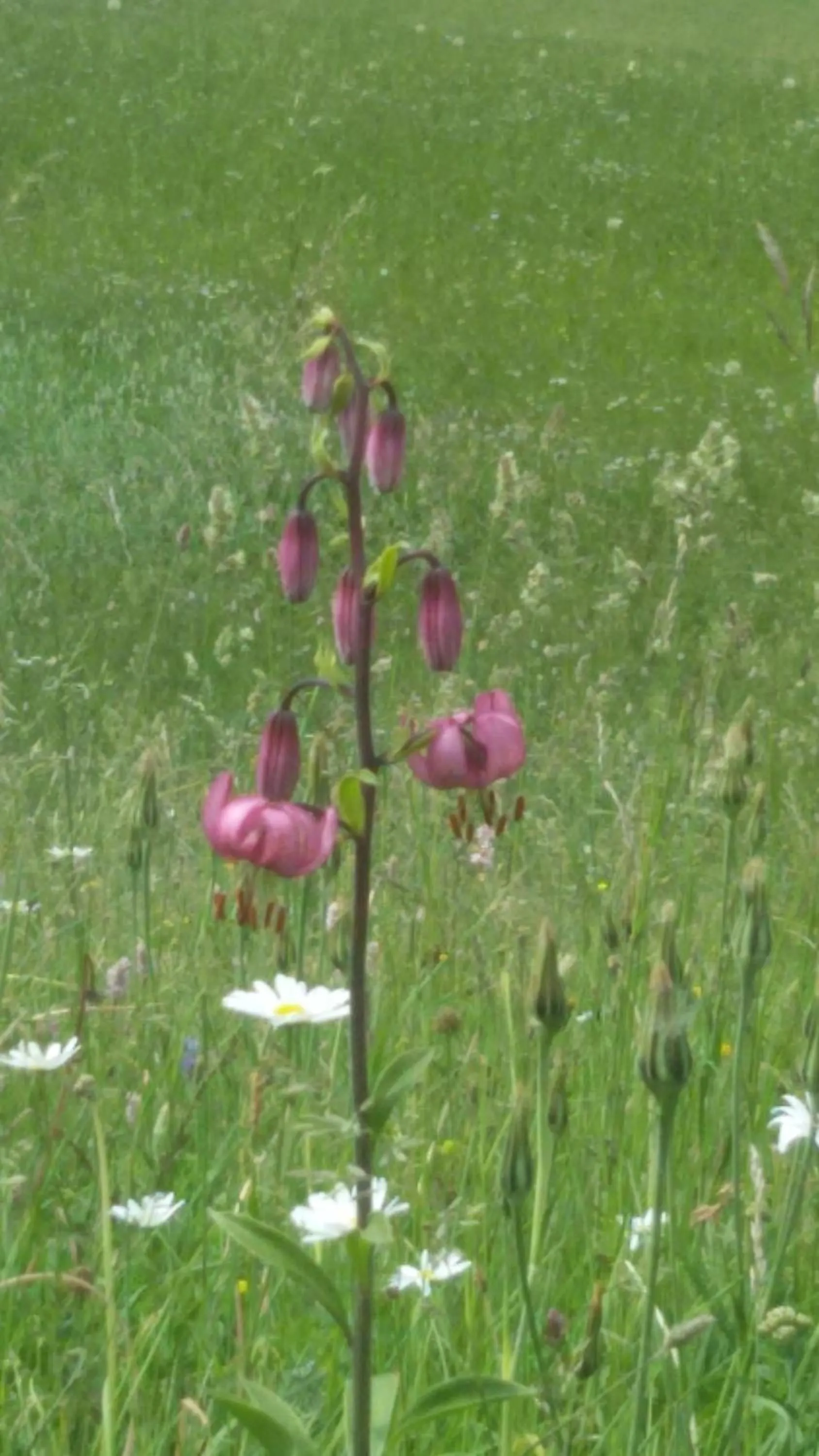 Garden in Garni La Majon