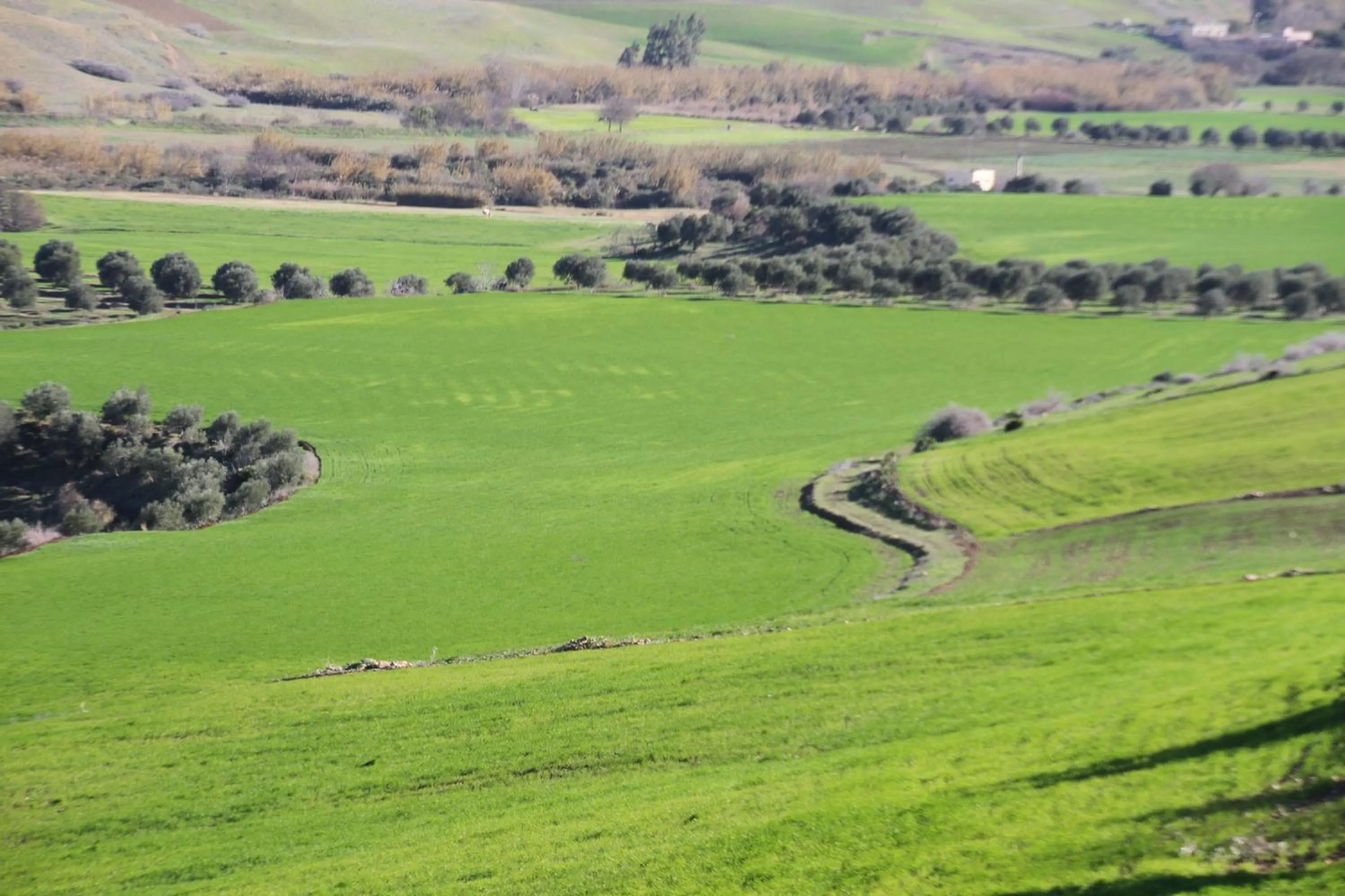 Spring in Tahla Garden