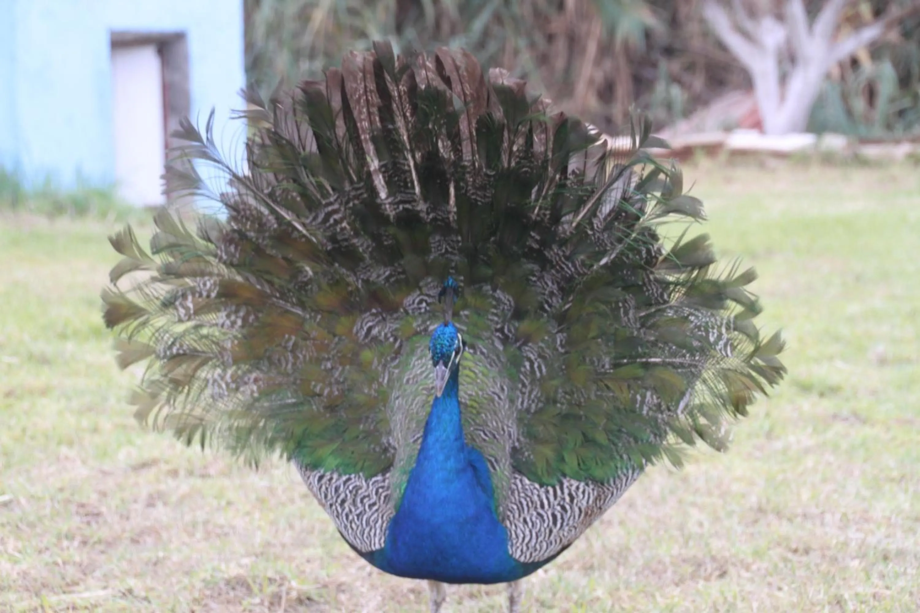 Spring in Tahla Garden