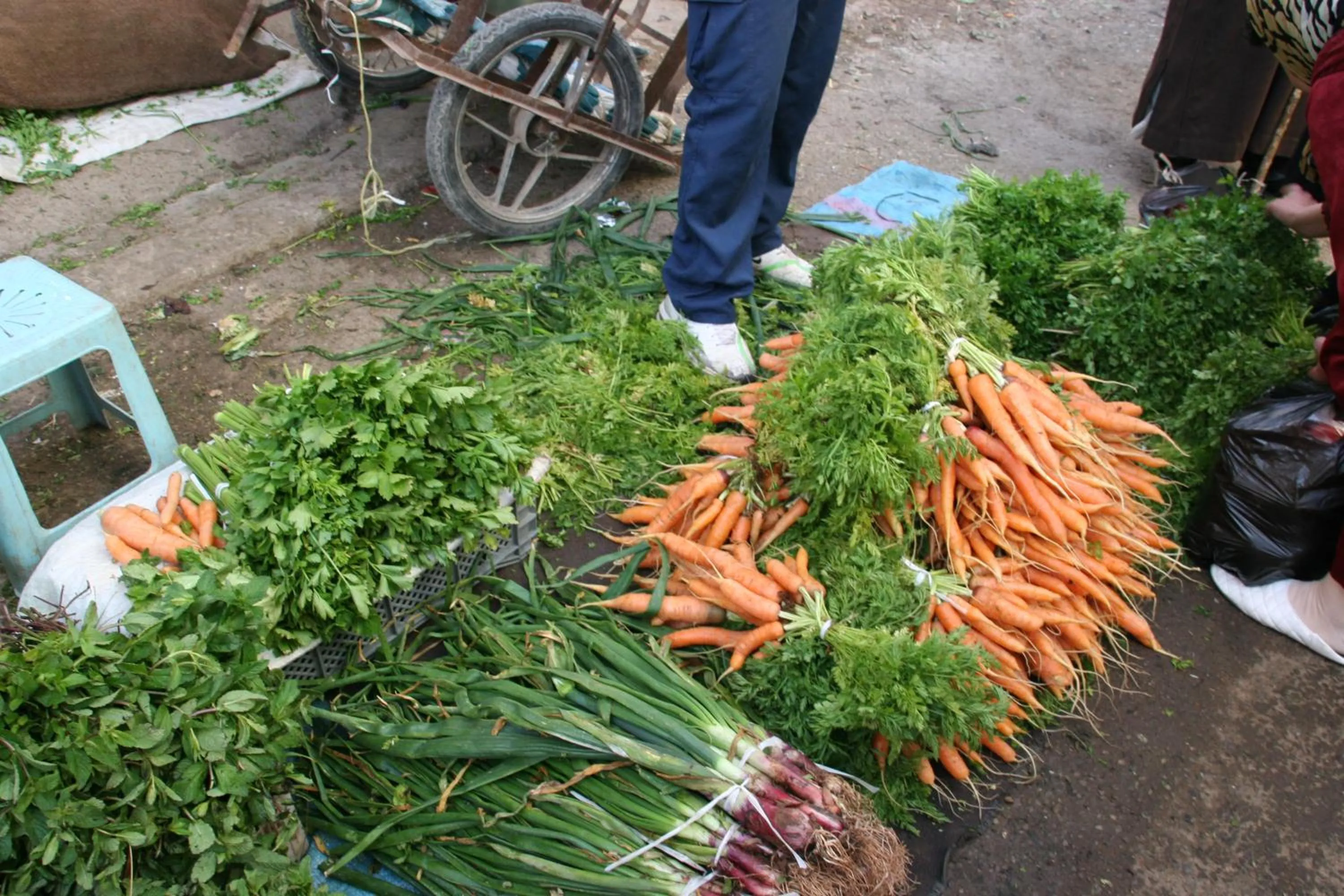 Garden in Tahla Garden