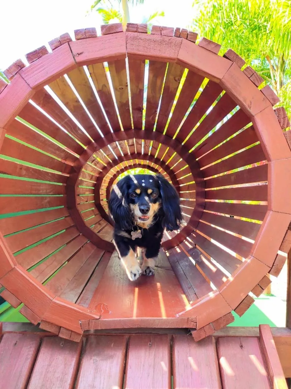 Pets in Chalés do Holandês Eco Pousada