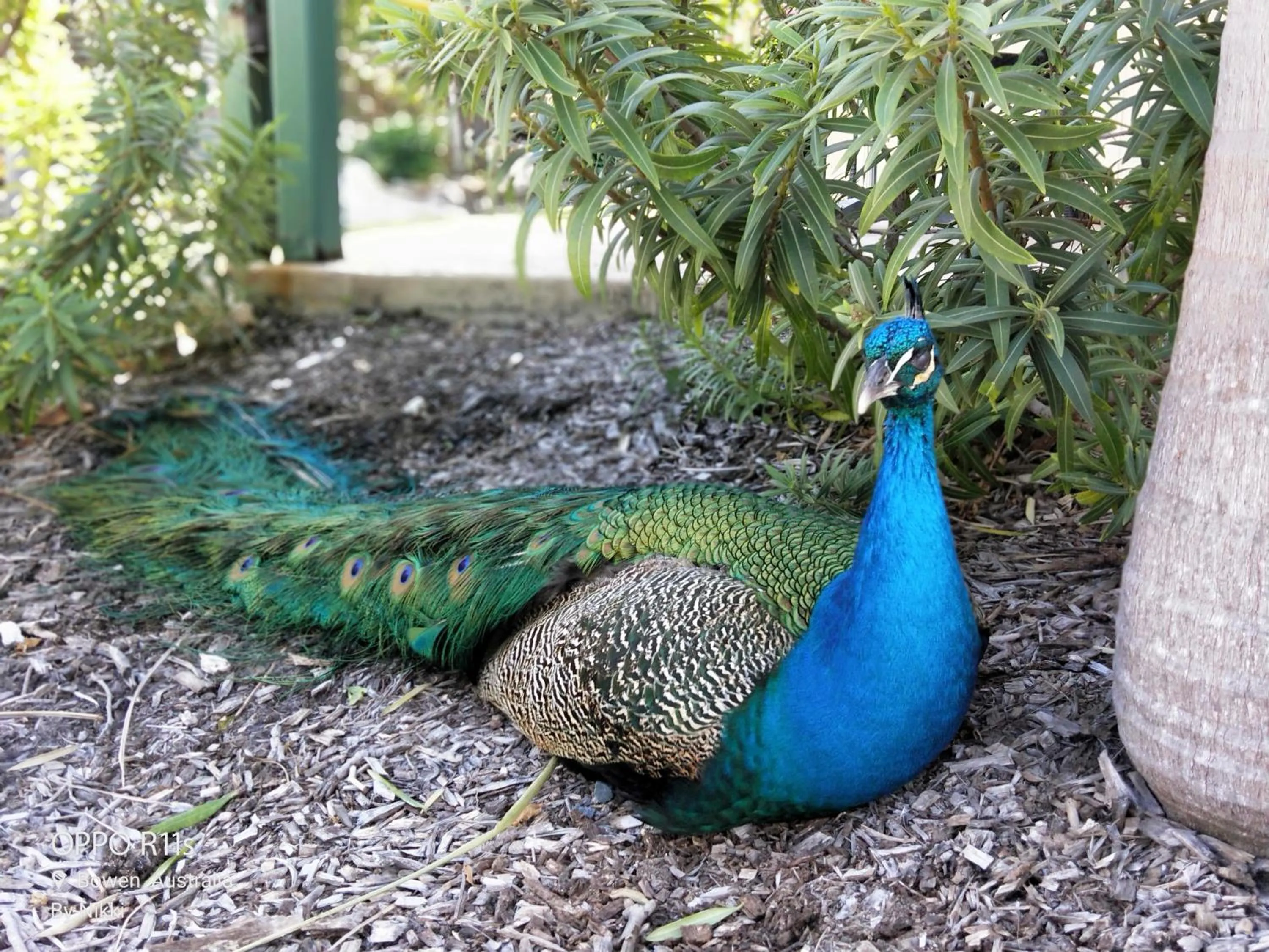 Animals in Whitsunday Sands Resort