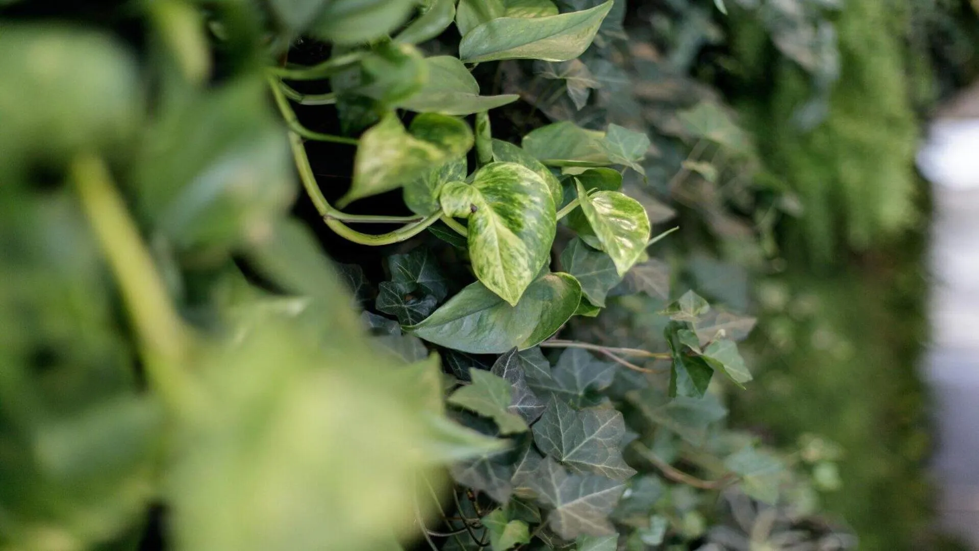 Natural landscape in B&B HOTEL Tomaszów Lubelski