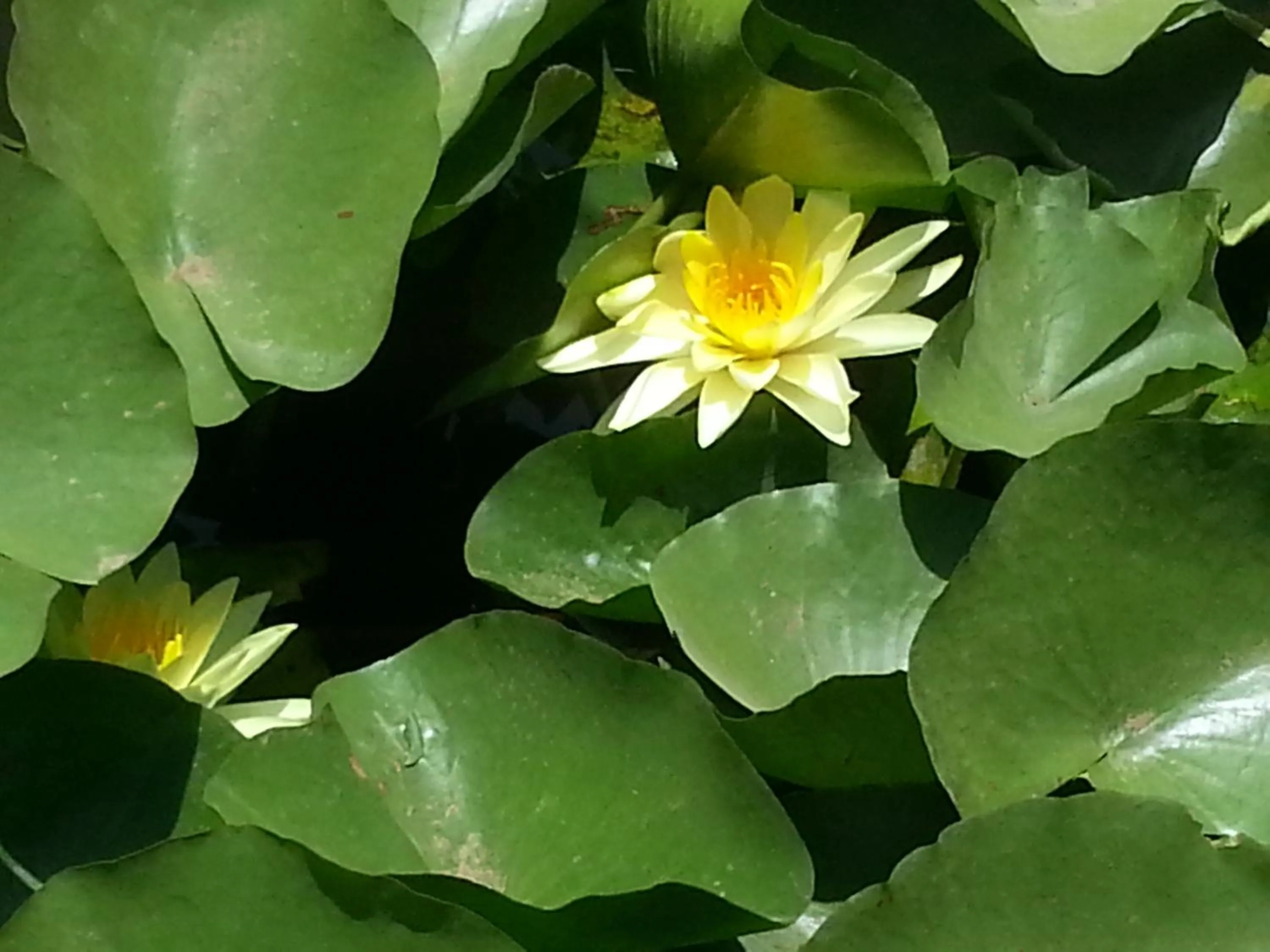 Garden in The Meadows Resort and Spa
