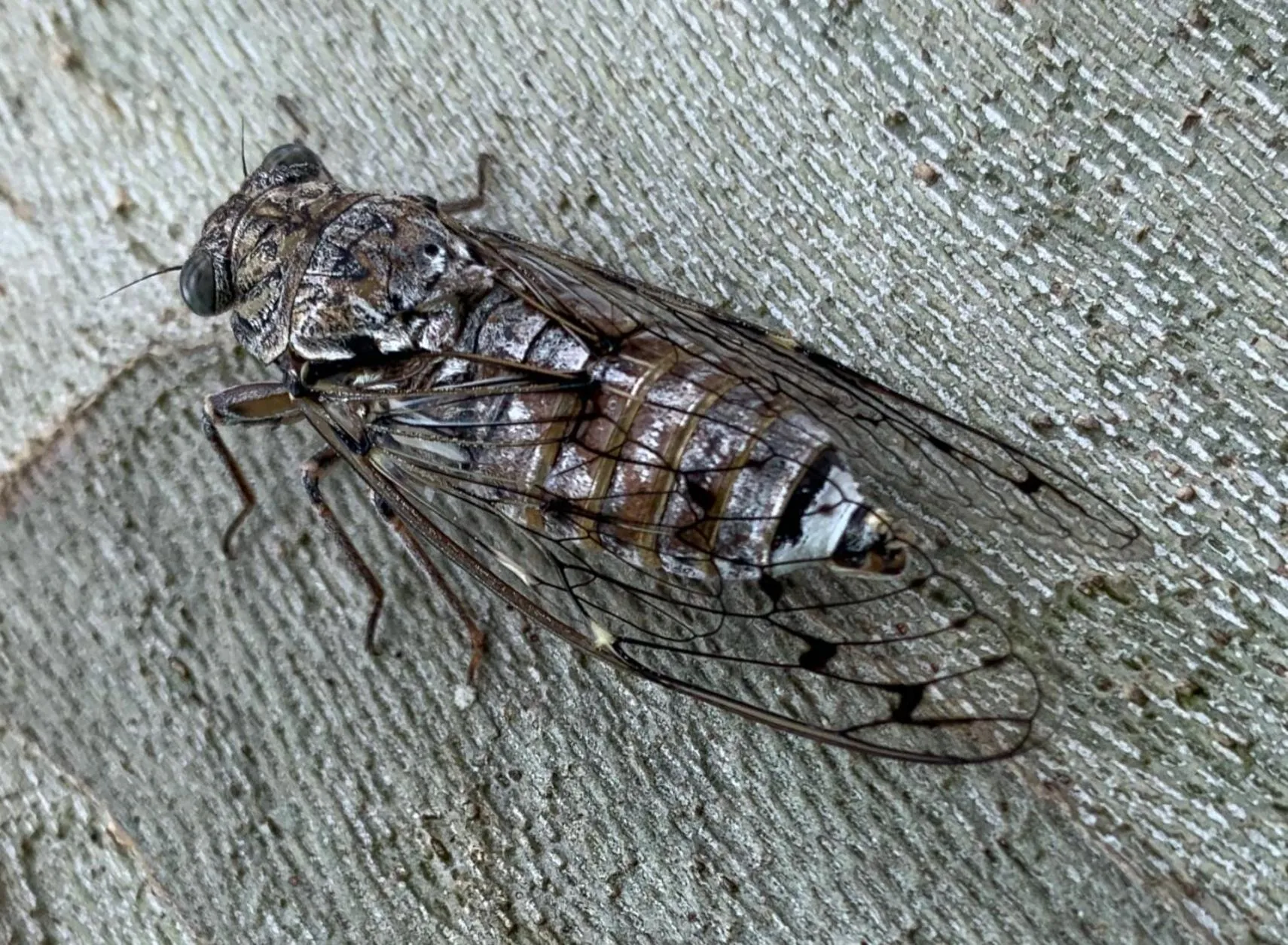 Garden in Mas de Chantounette