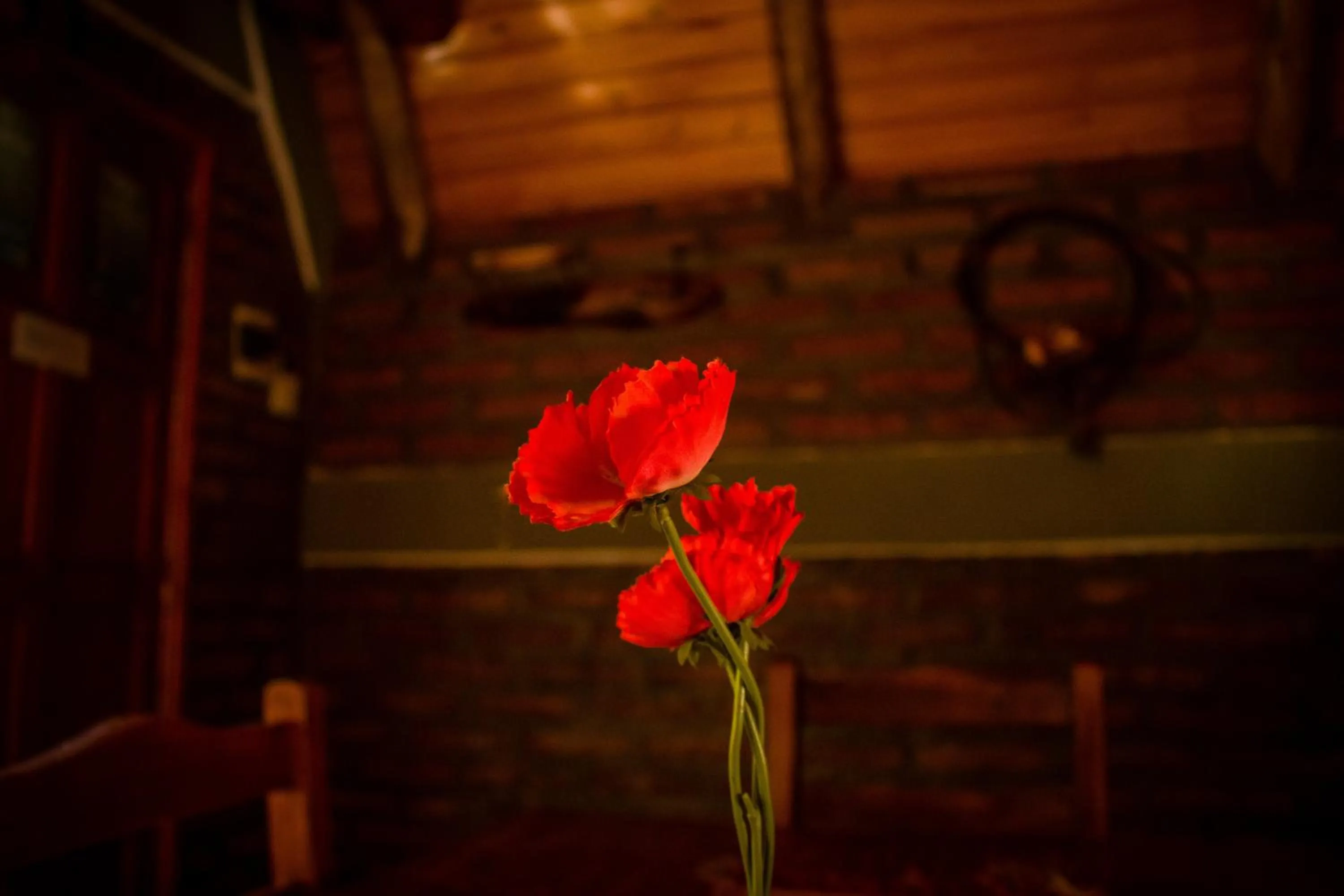 Other in Patagonia Encantada