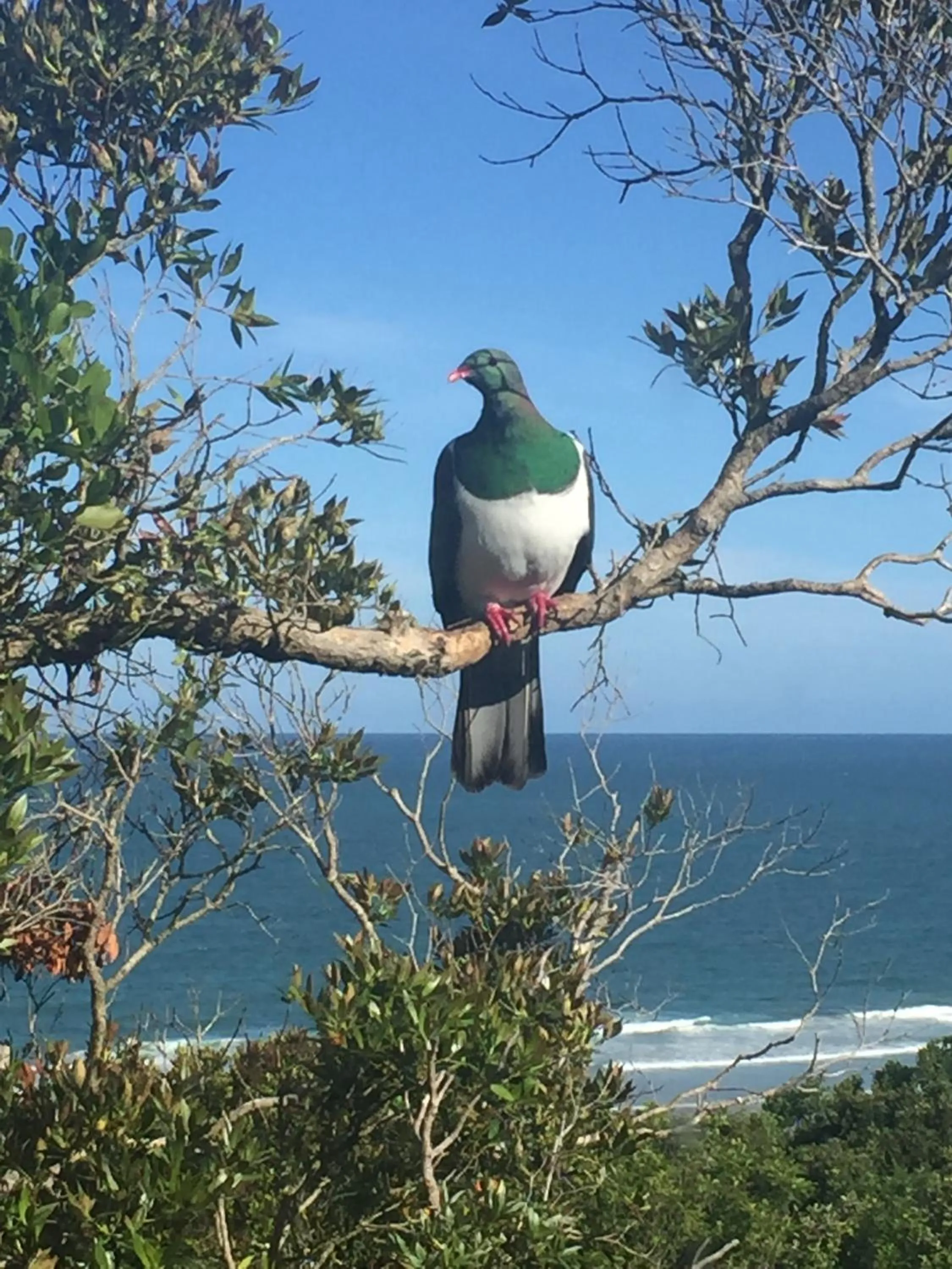 Animals in Kaka Point Motels