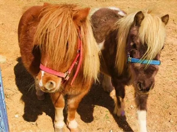 Day in AJ Resort Island Ikeijima