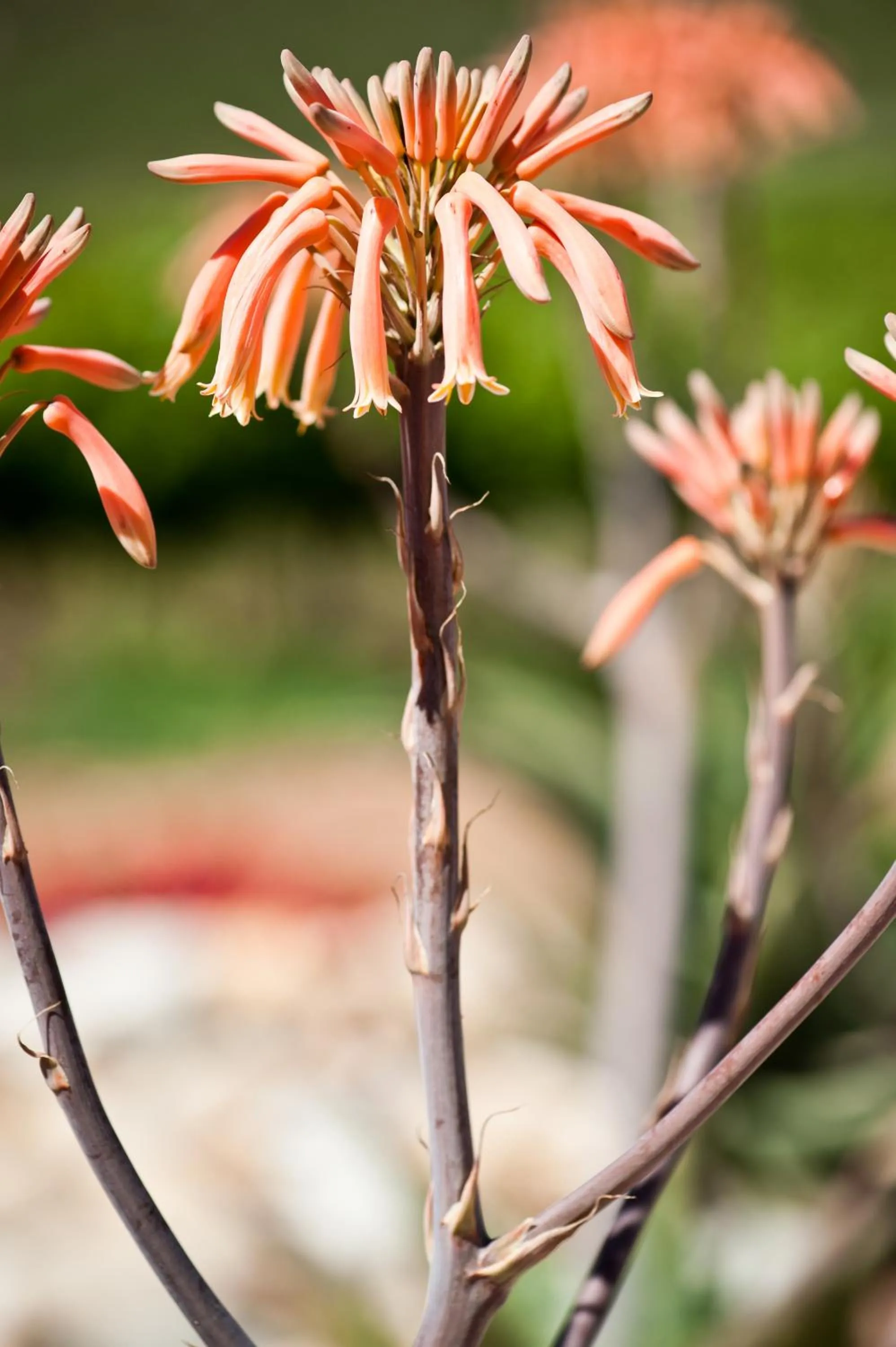Garden in Orange Grove