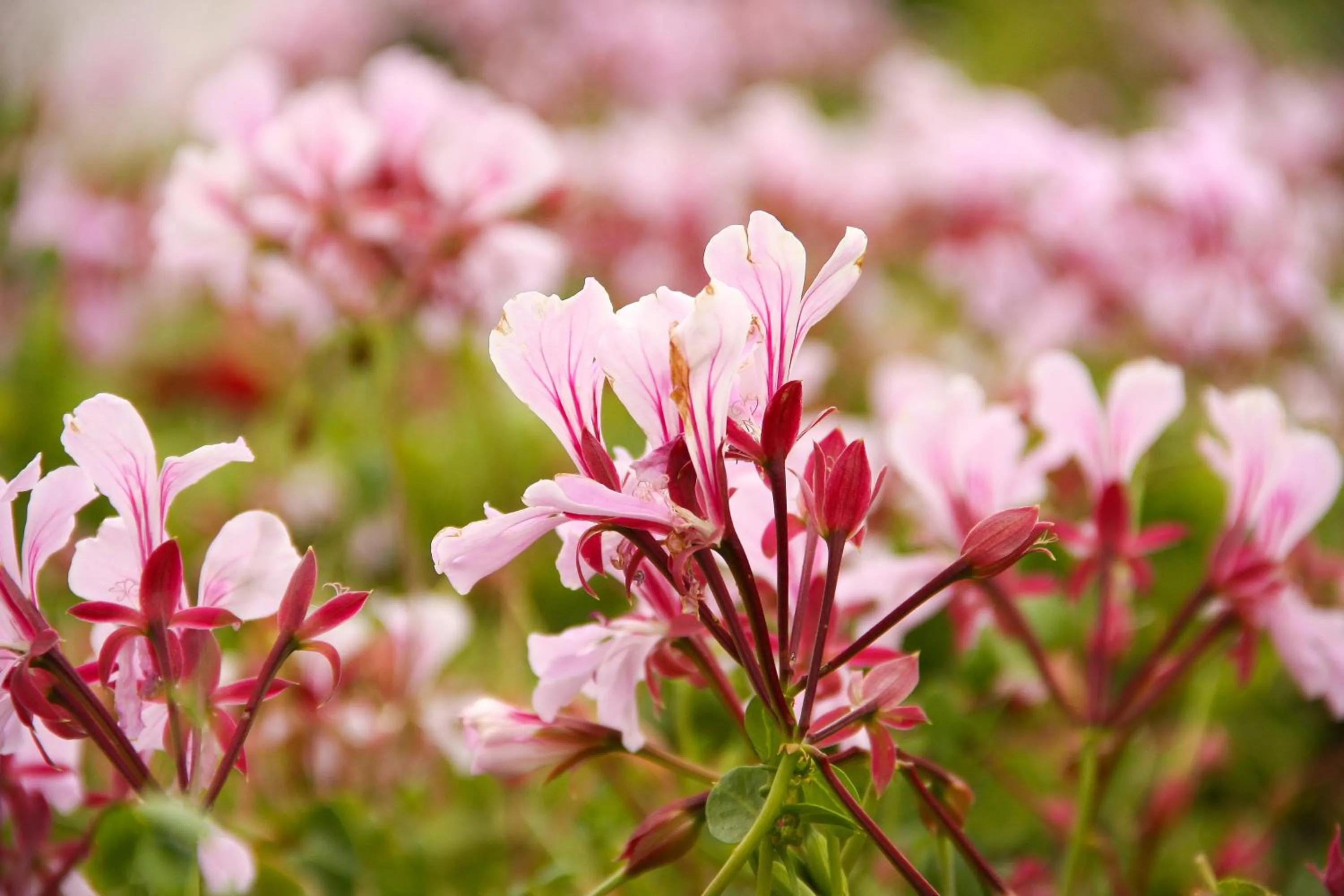 Garden in Orange Grove