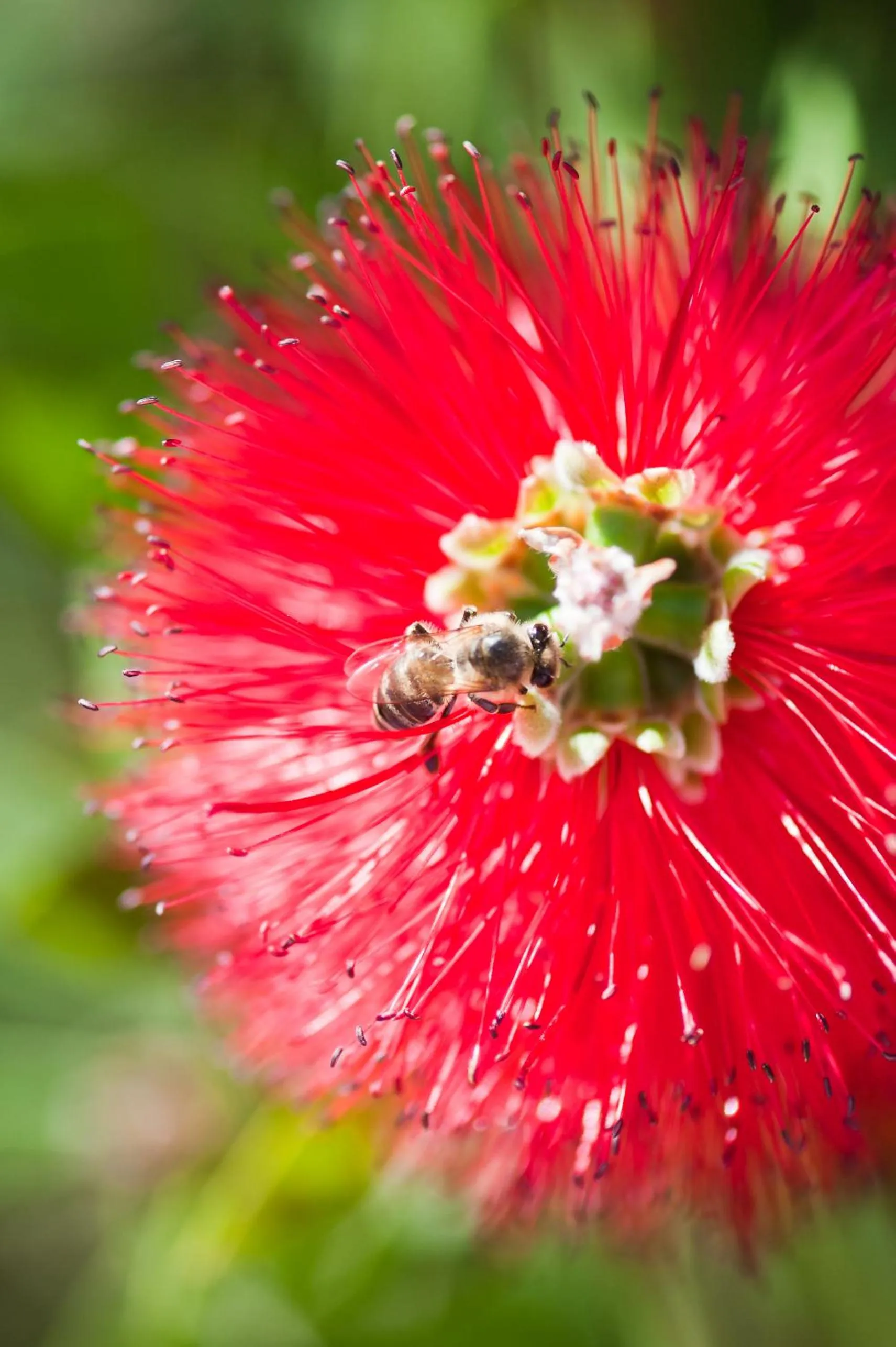 Garden in Orange Grove