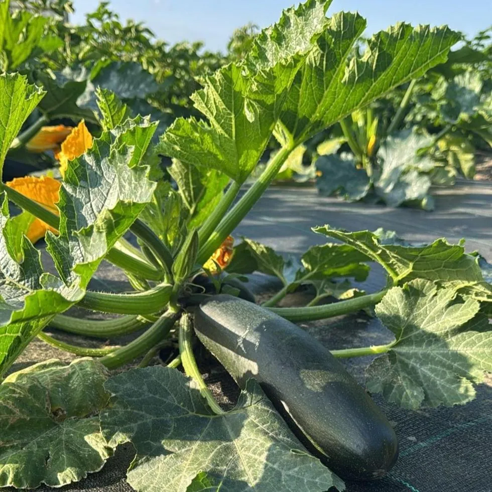 Garden in Hotel Zonne
