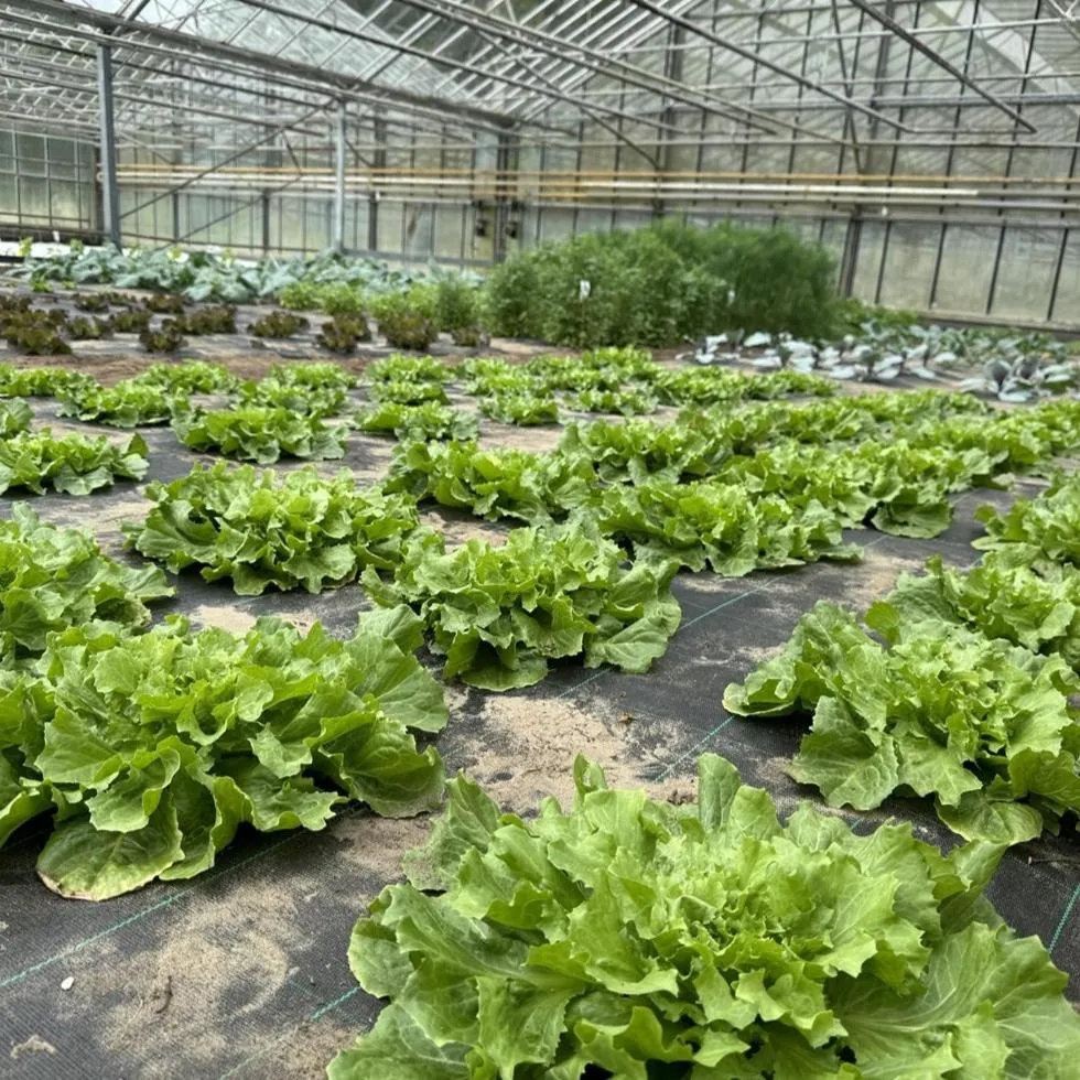 Garden in Hotel Zonne