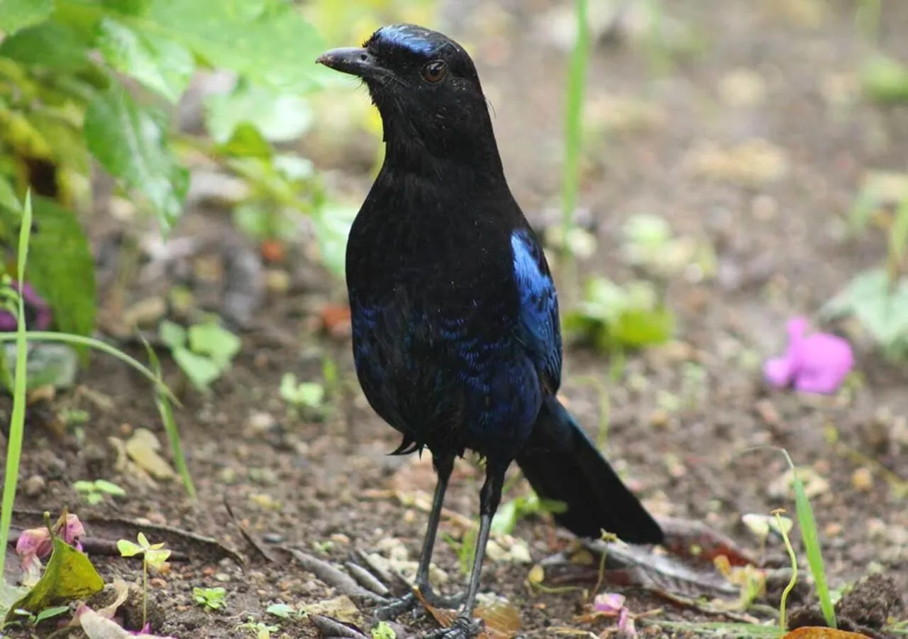 Animals in KTDC Tea county