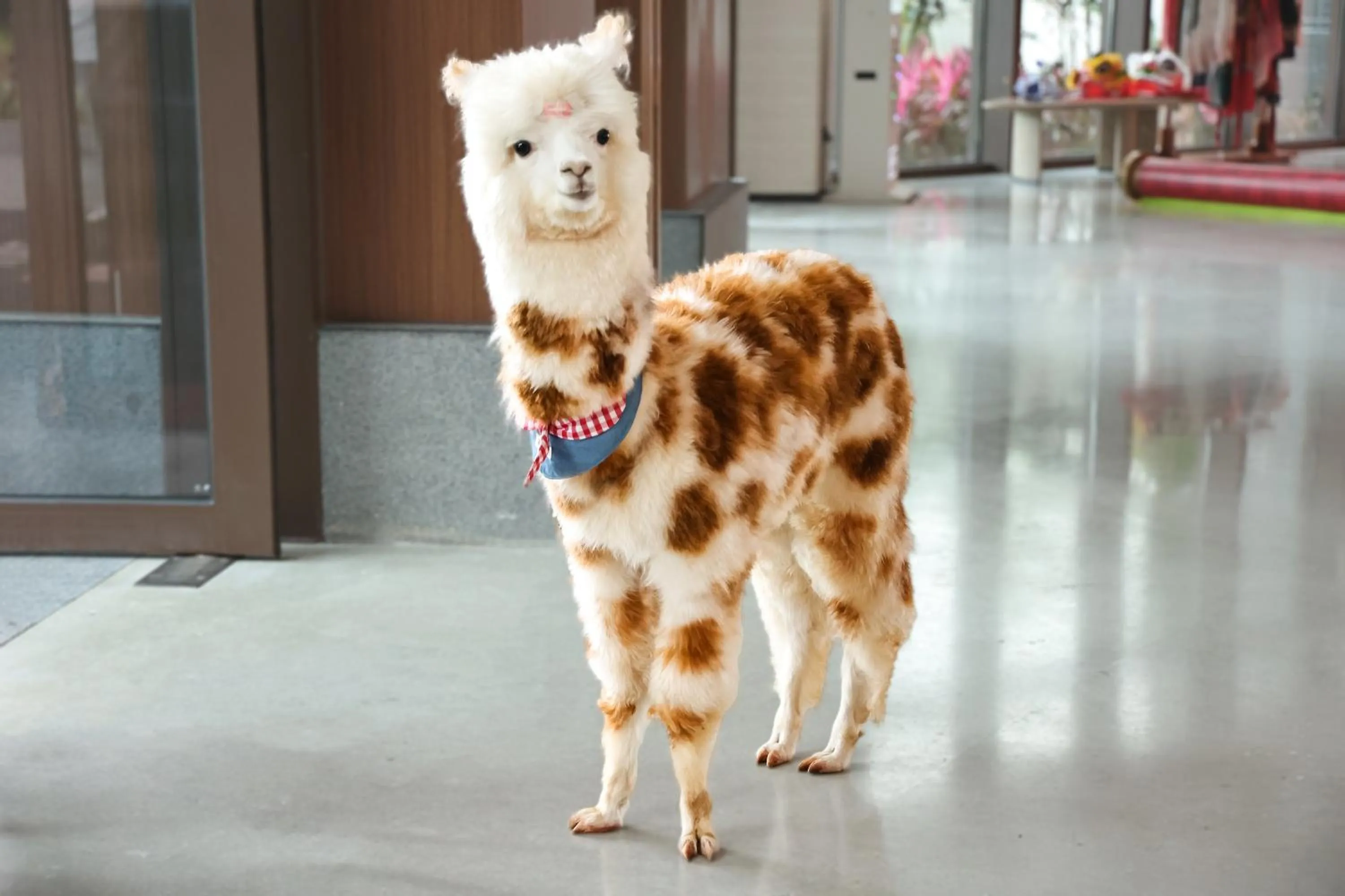 Animals in HUALUXE Sanya Yalong Bay Resort