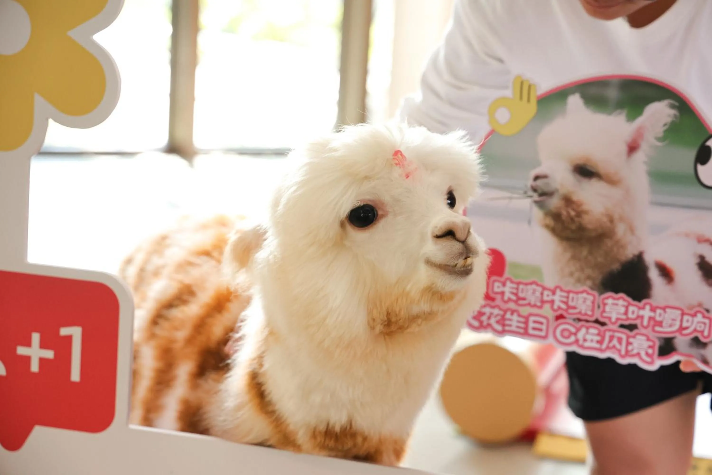 Animals in HUALUXE Sanya Yalong Bay Resort