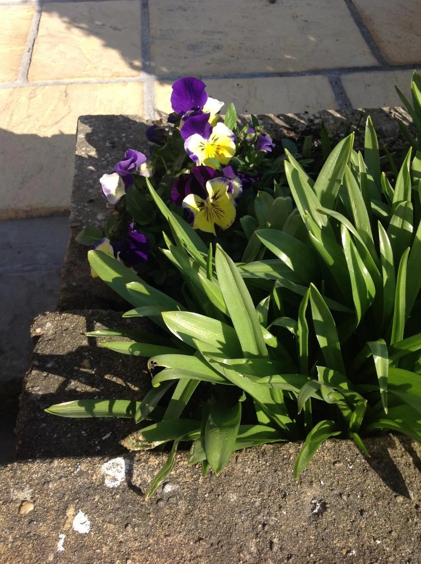 Spring in The Danescourt