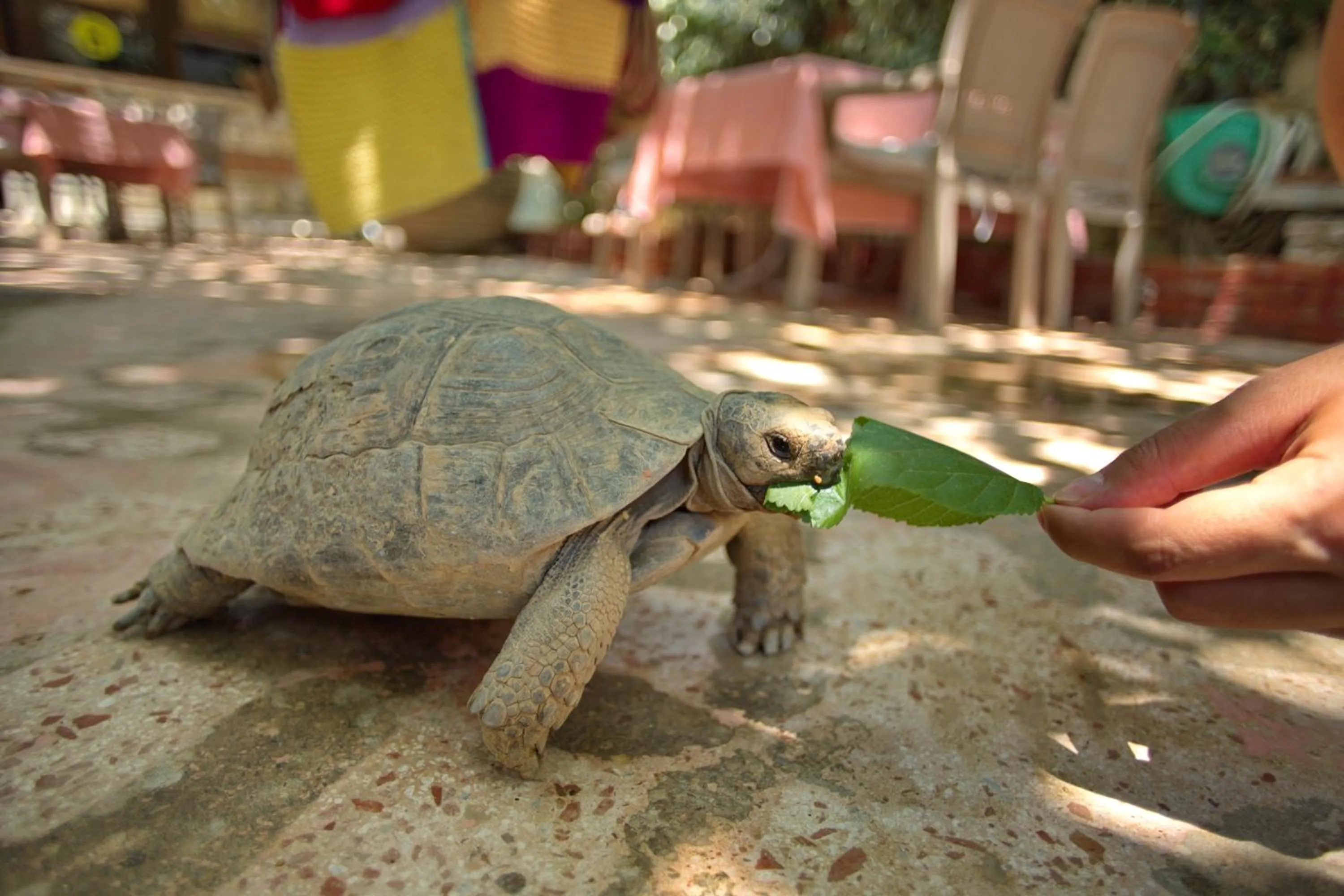 Animals in Garden Palace Boutique Hotel