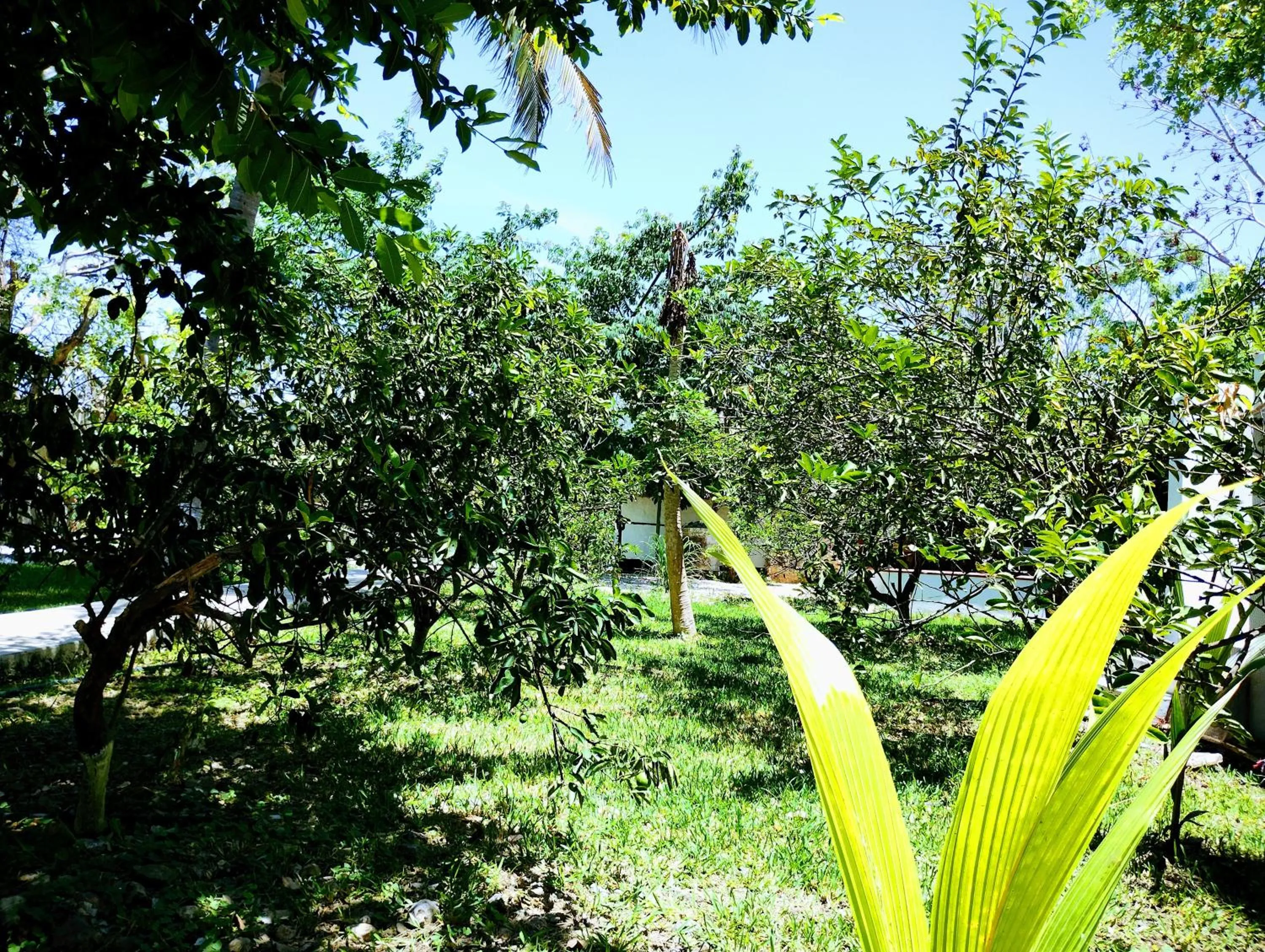 Garden in Hotel y Museo Aldea Maya Toktli Orígenes - All Village, Alberca, Wifi Starlink, Tour Museo