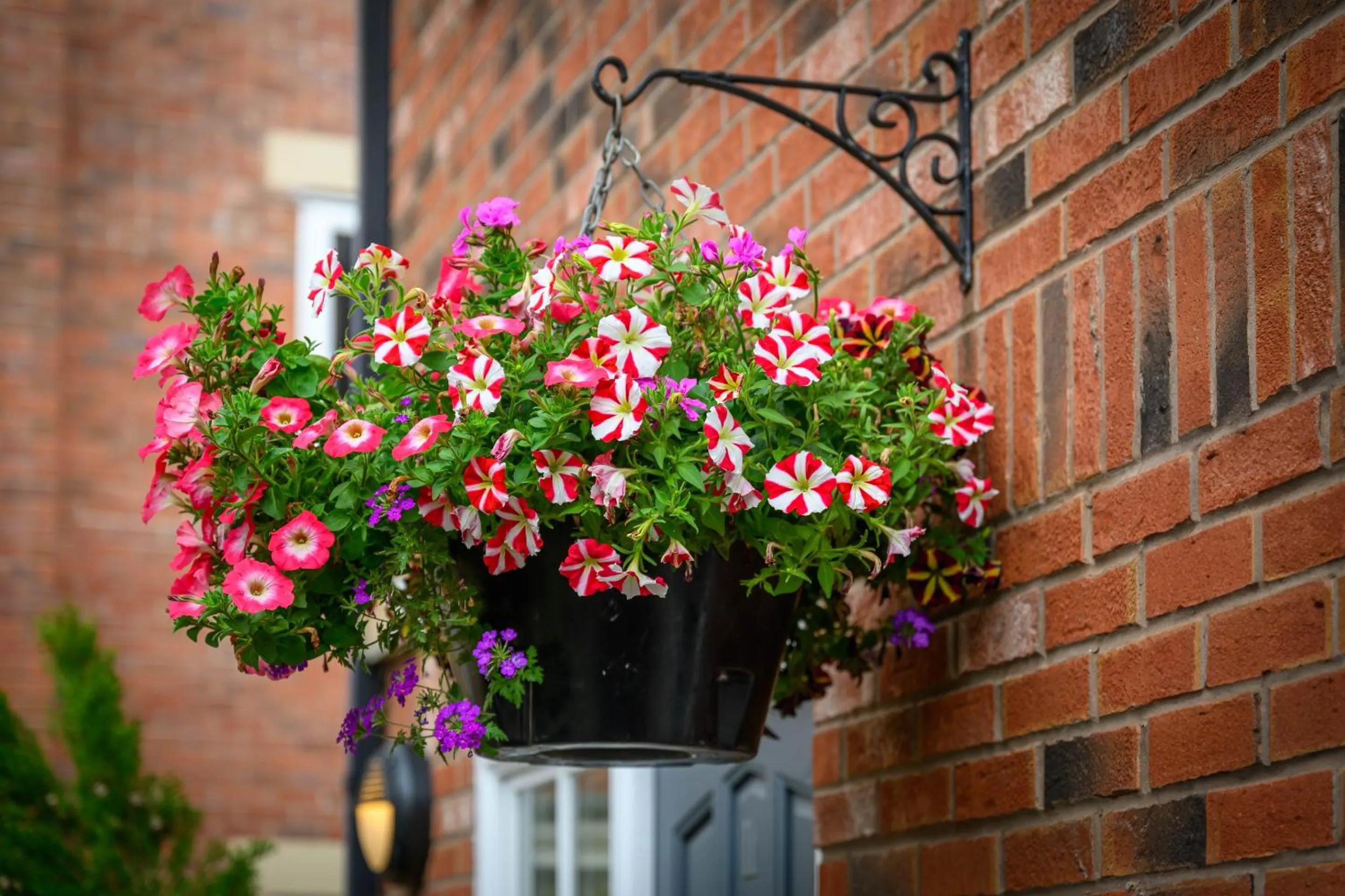 Garden in Darwin's Townhouse