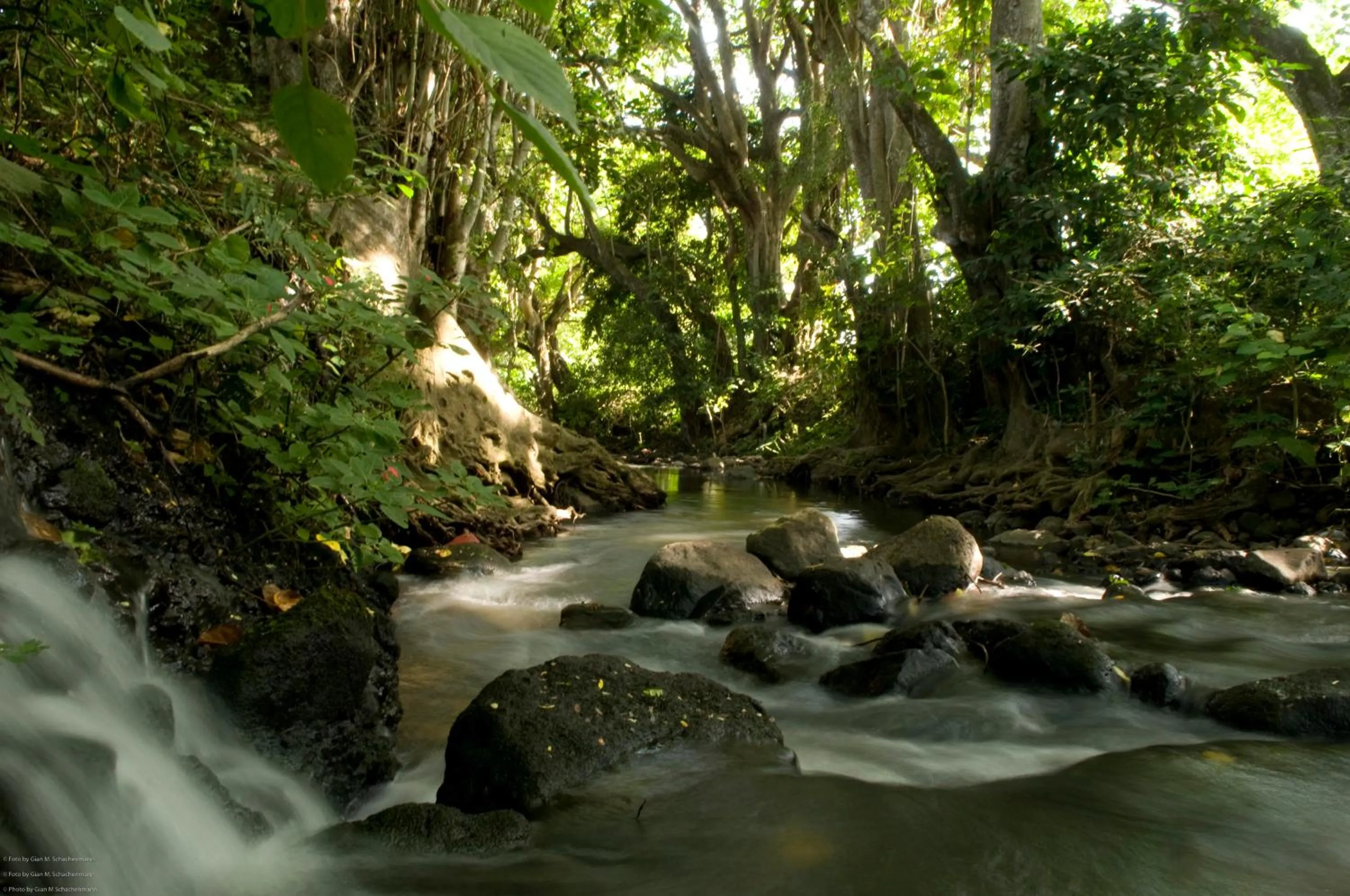 Garden in Rivertrees Country Inn
