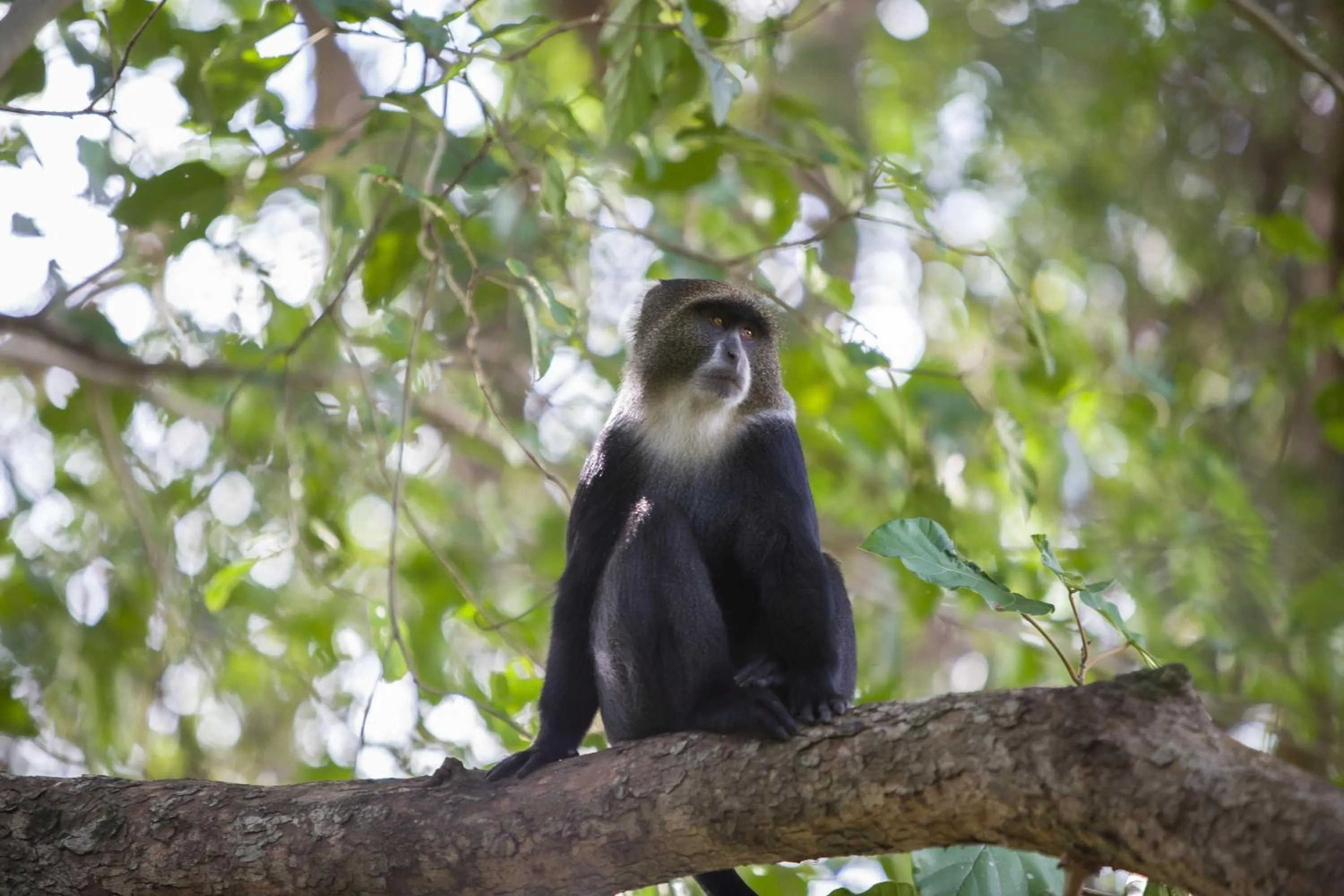 Garden in Rivertrees Country Inn