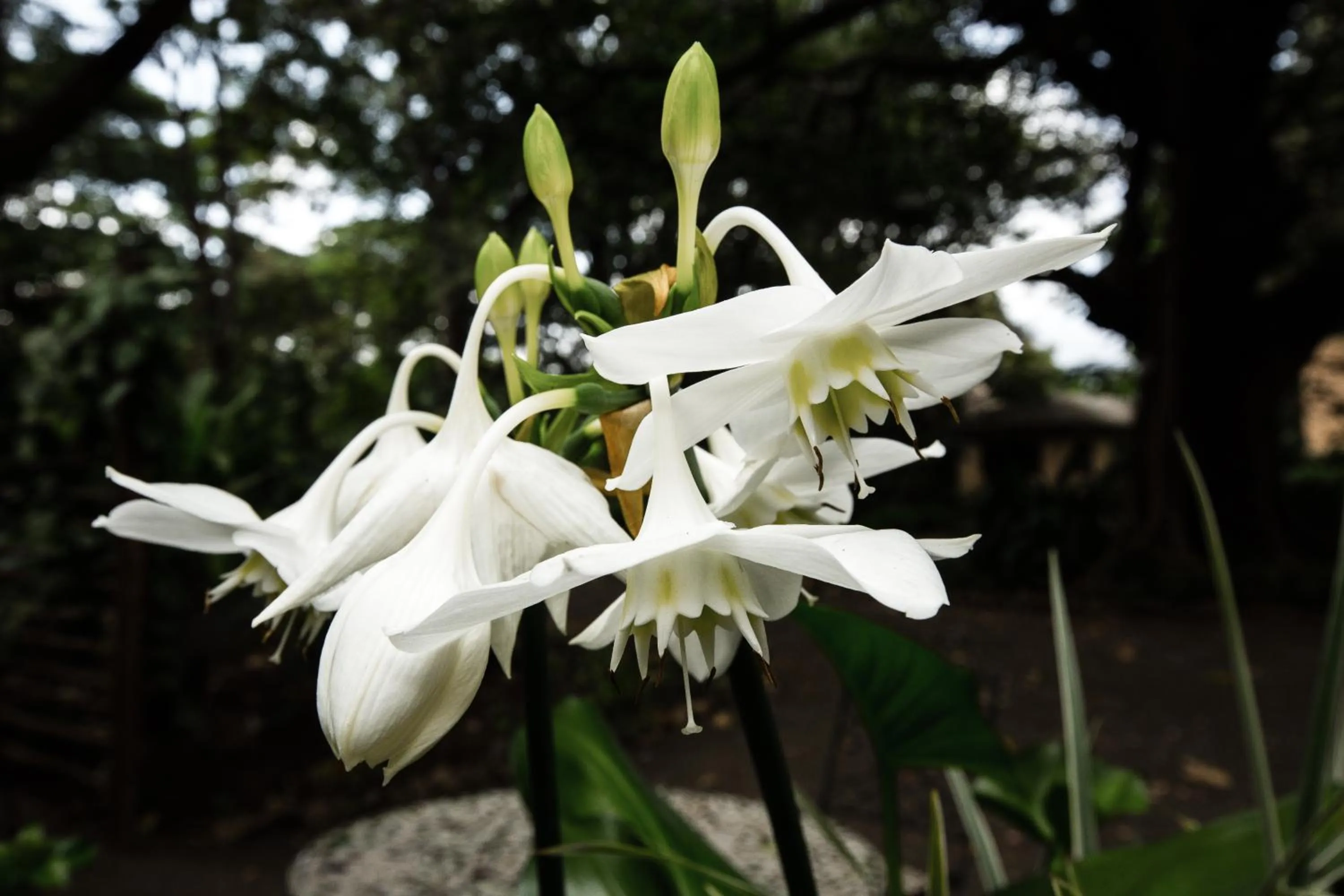 Garden in Rivertrees Country Inn