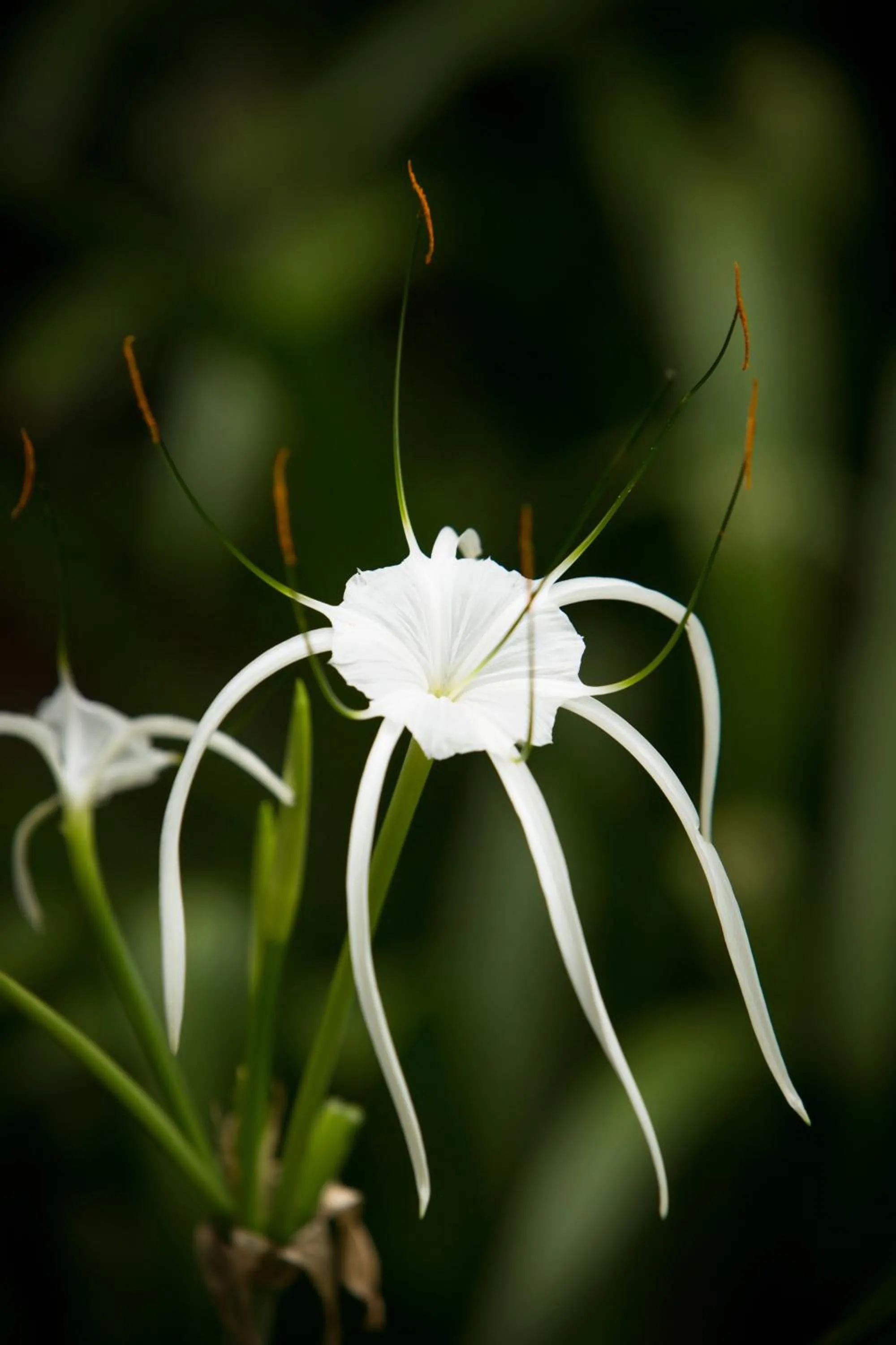 Garden in Rivertrees Country Inn