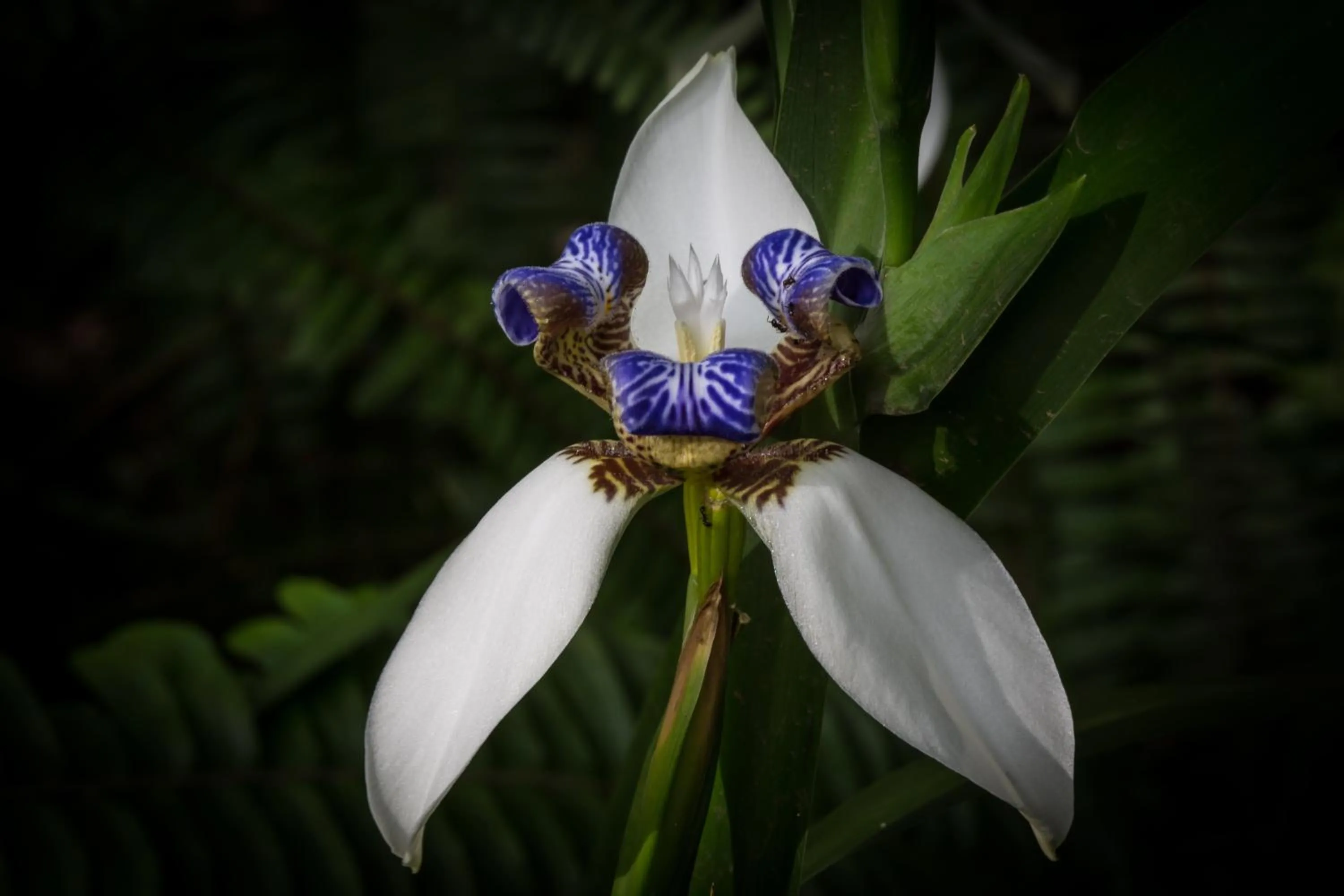 Garden in Rivertrees Country Inn