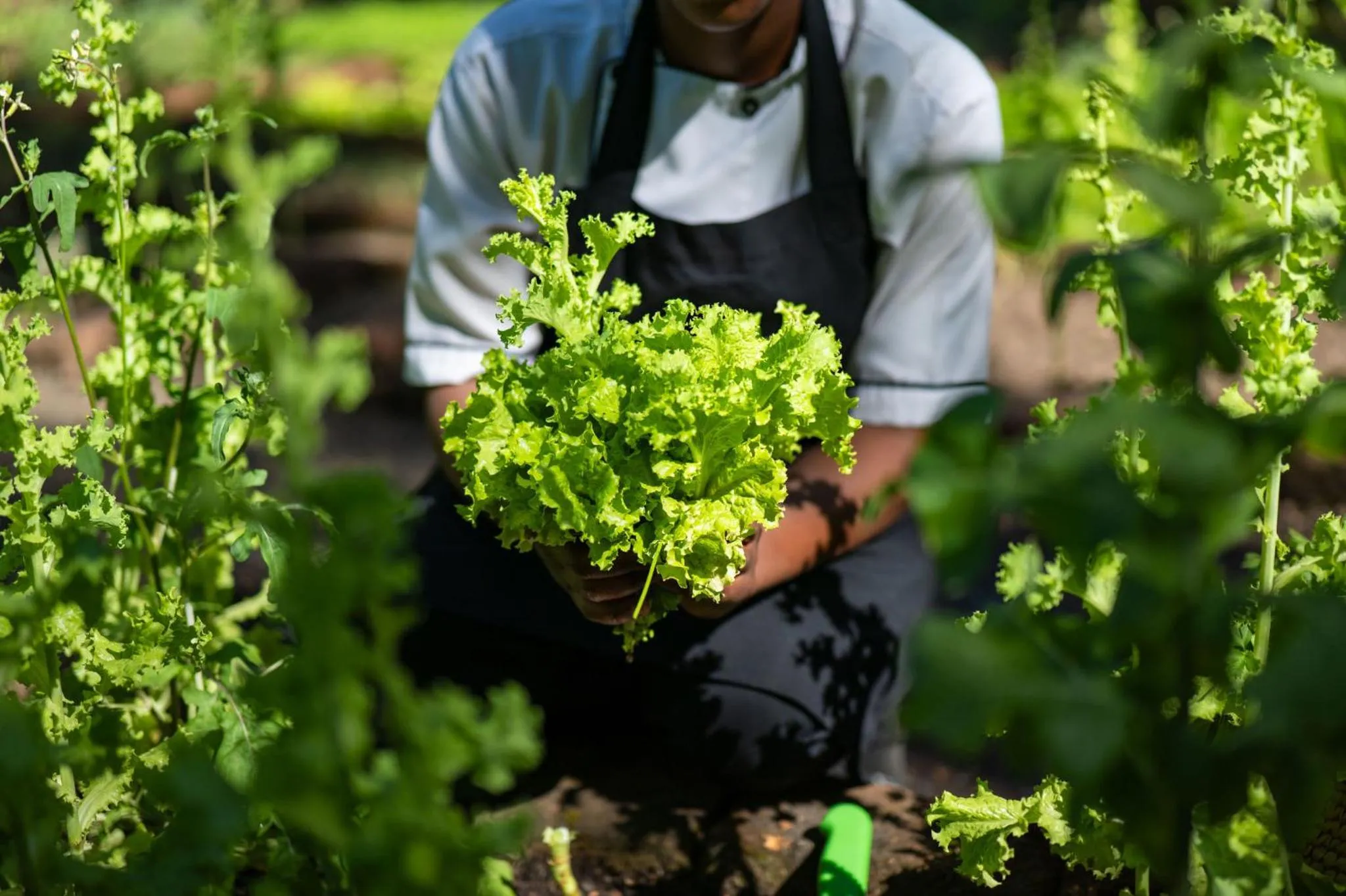 Food close-up in Rivertrees Country Inn