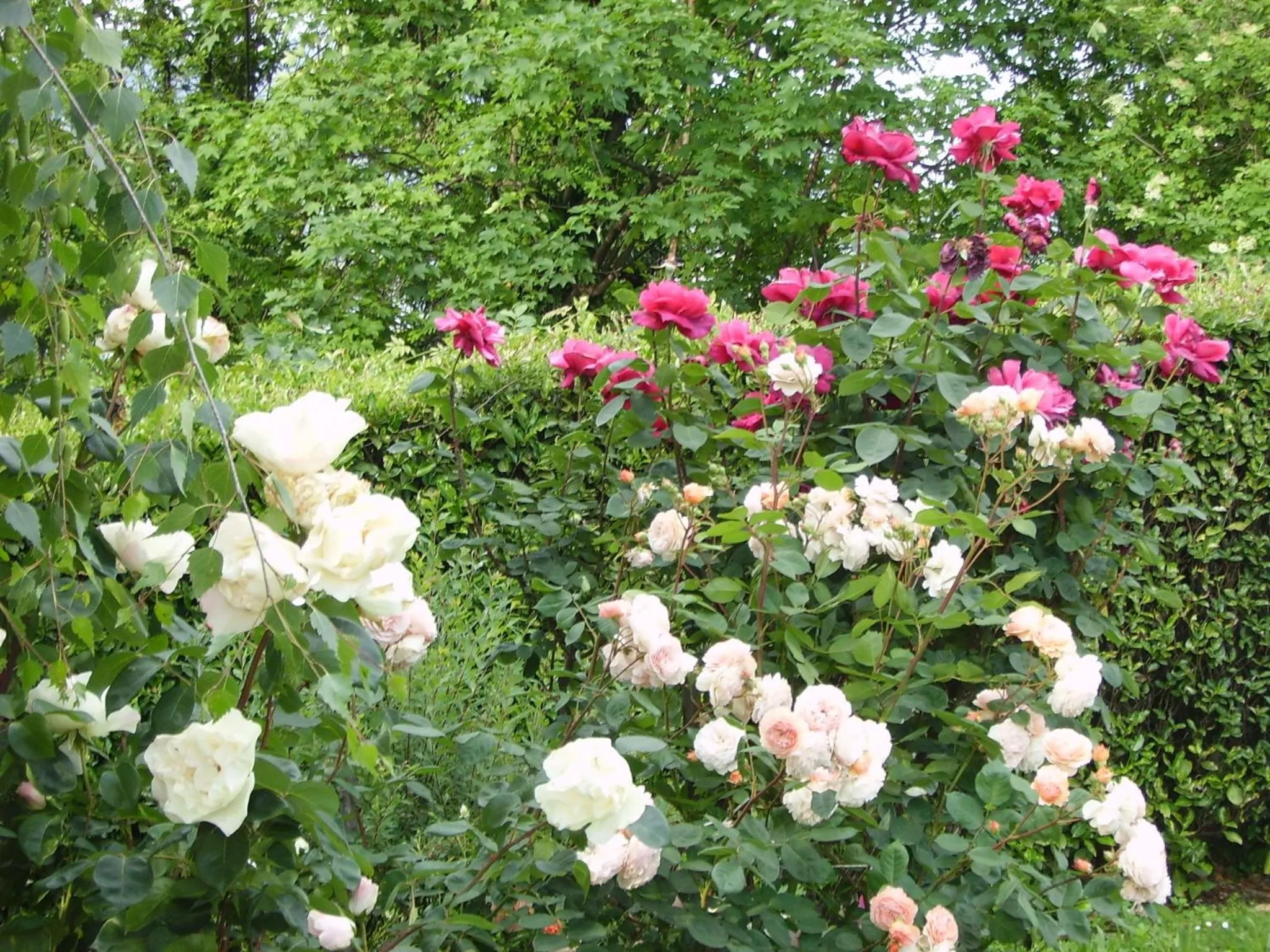 Garden in B&B Madonna della Neve