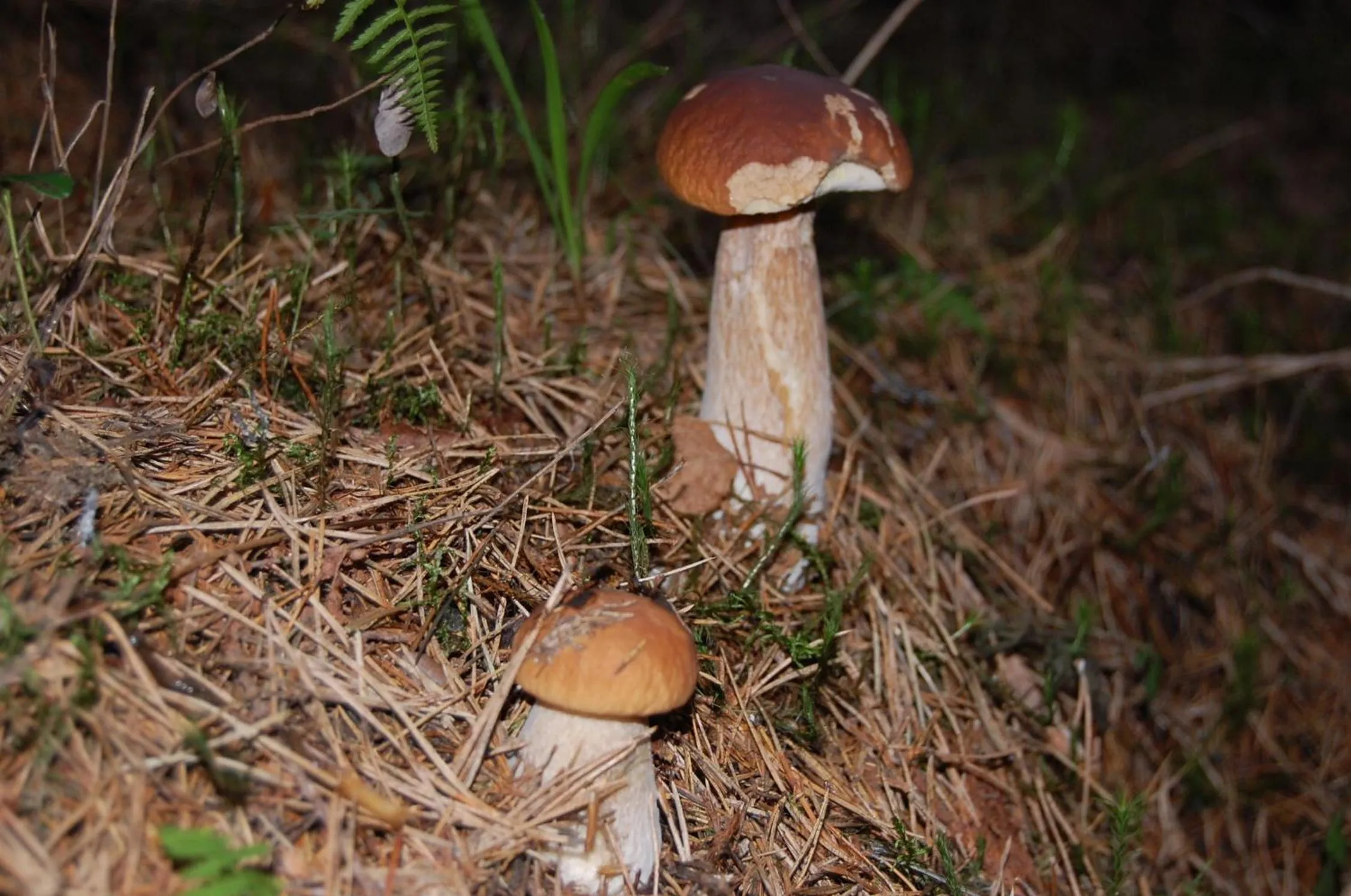 Other in Lomasaaret Cottages