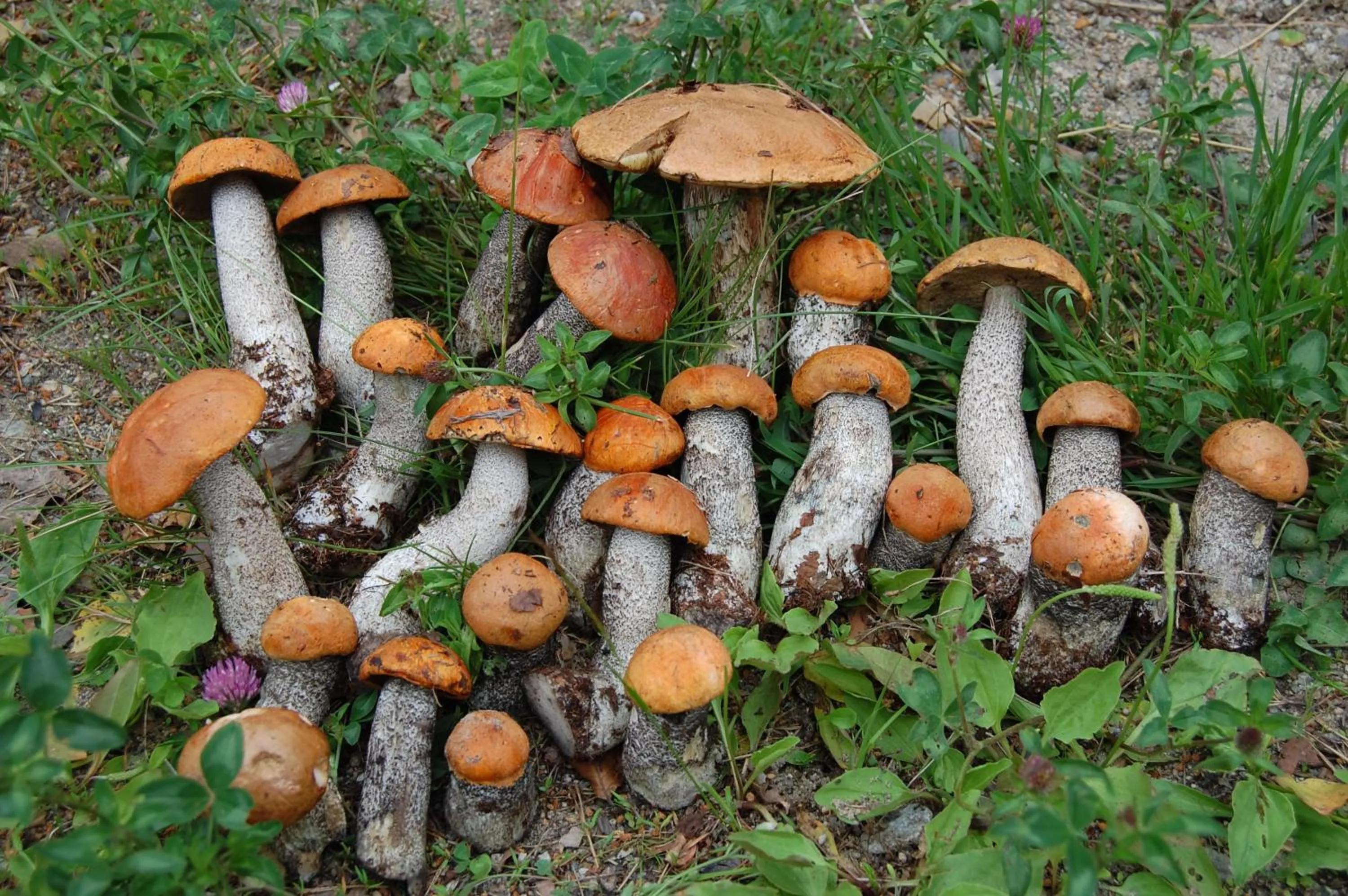 Other in Lomasaaret Cottages