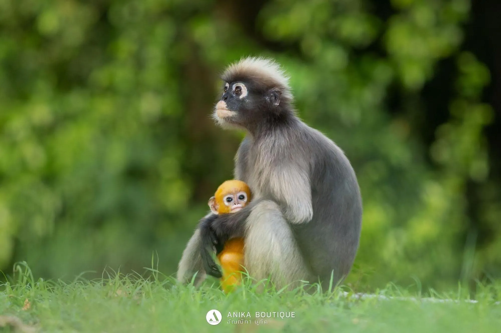 Anika boutique - อัณณิกา บูทีค