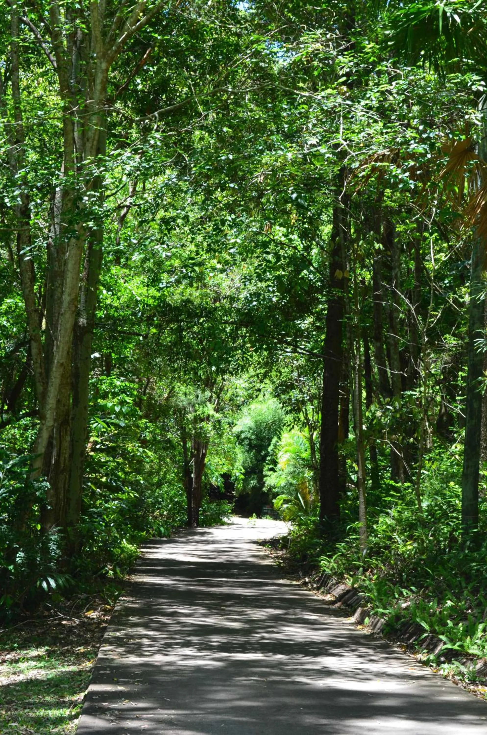Natural landscape in Kondalilla Eco Resort