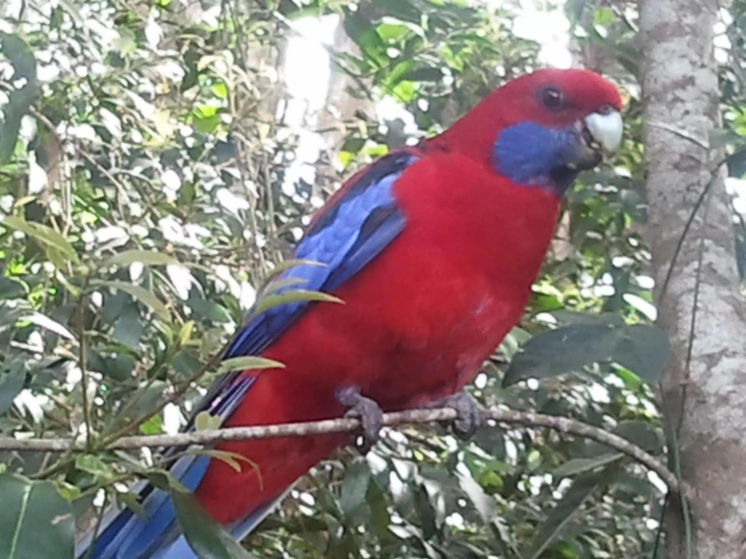 Animals in Kondalilla Eco Resort