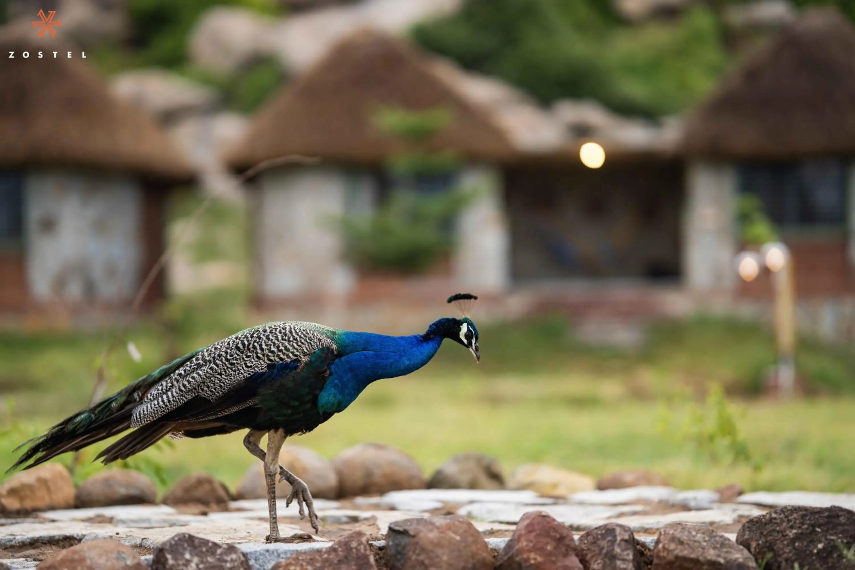 Animals in Zostel Hampi (Gangavathi)