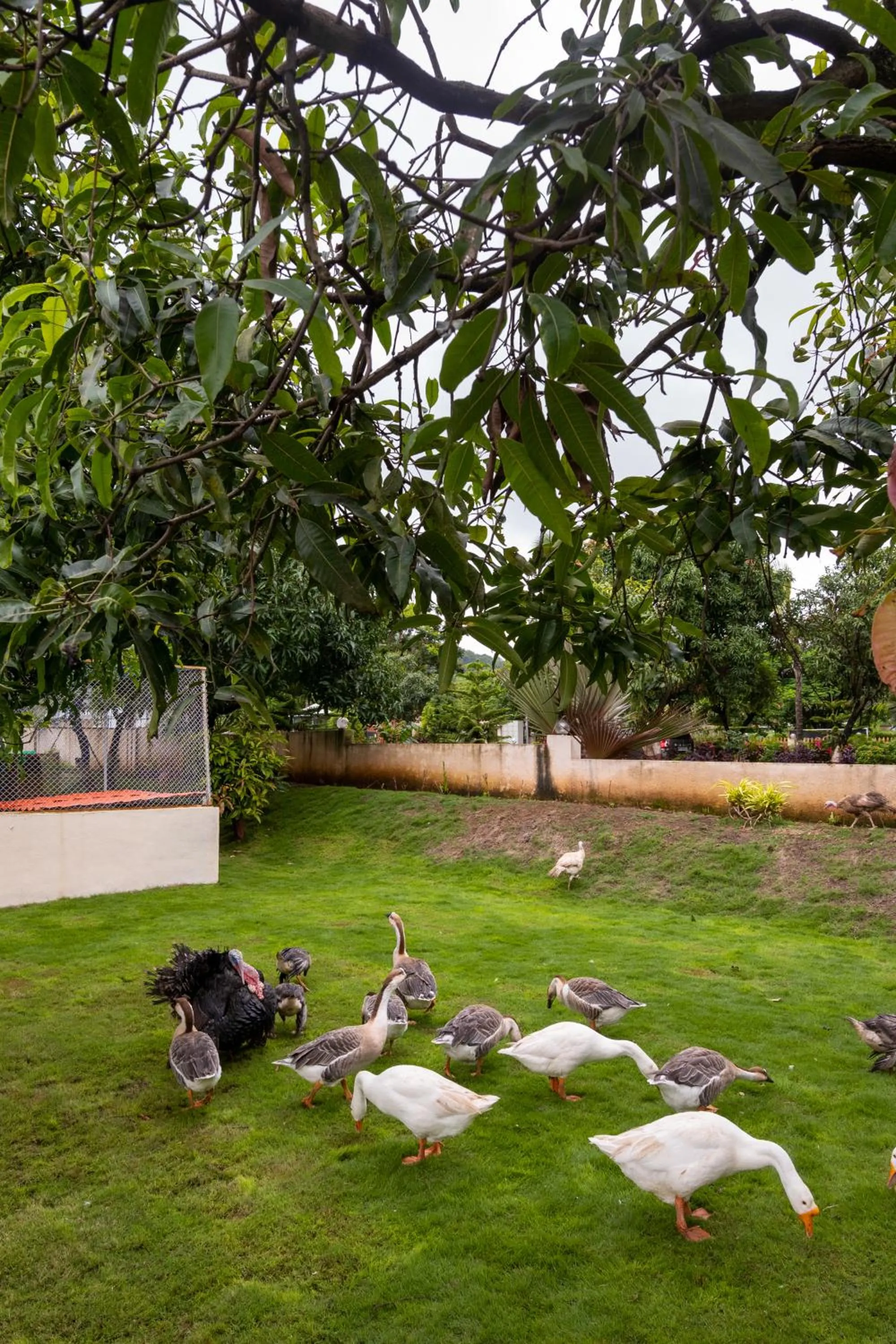 Freesia Resort by Express Inn