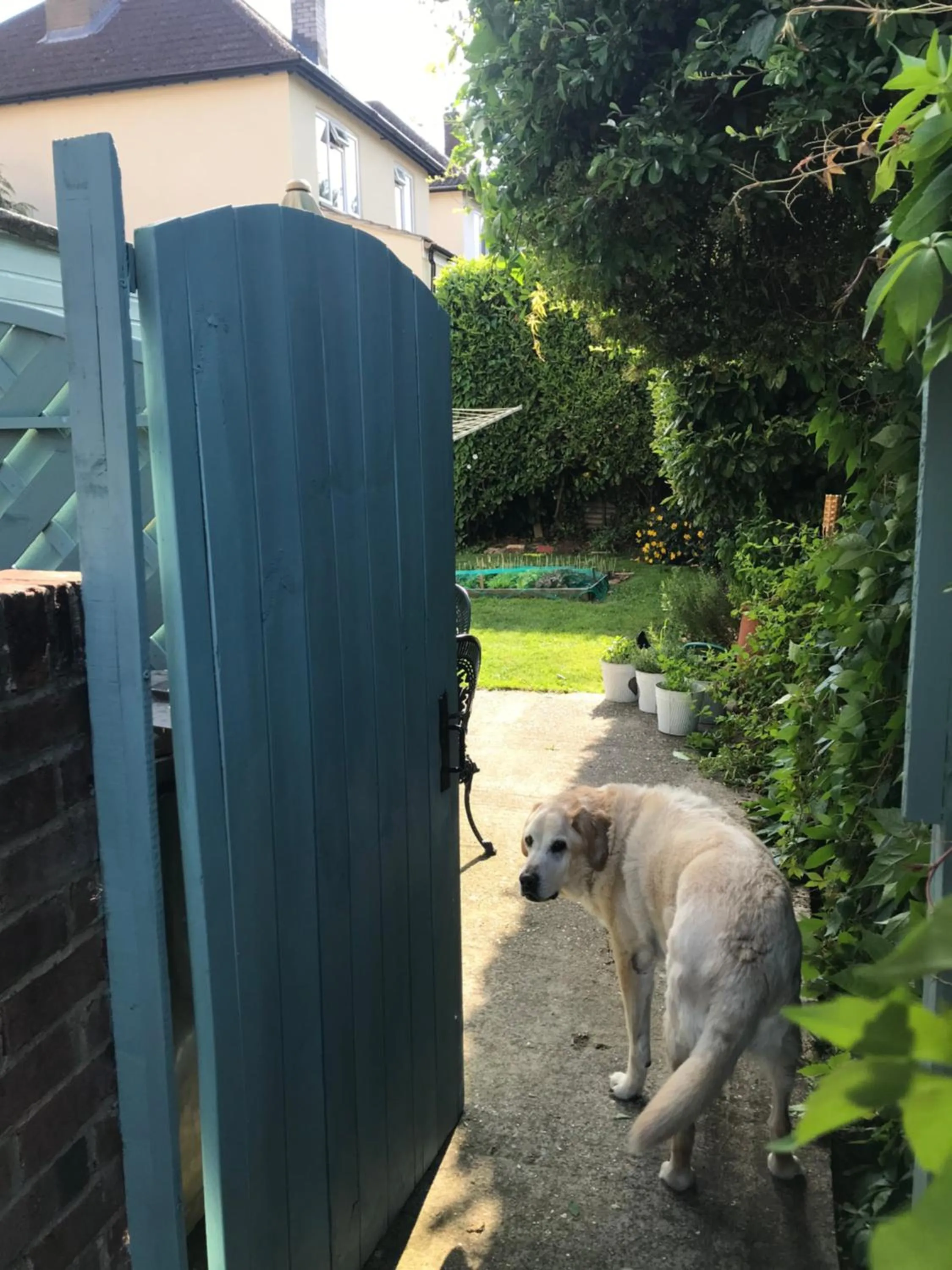 Garden in Pound Corner